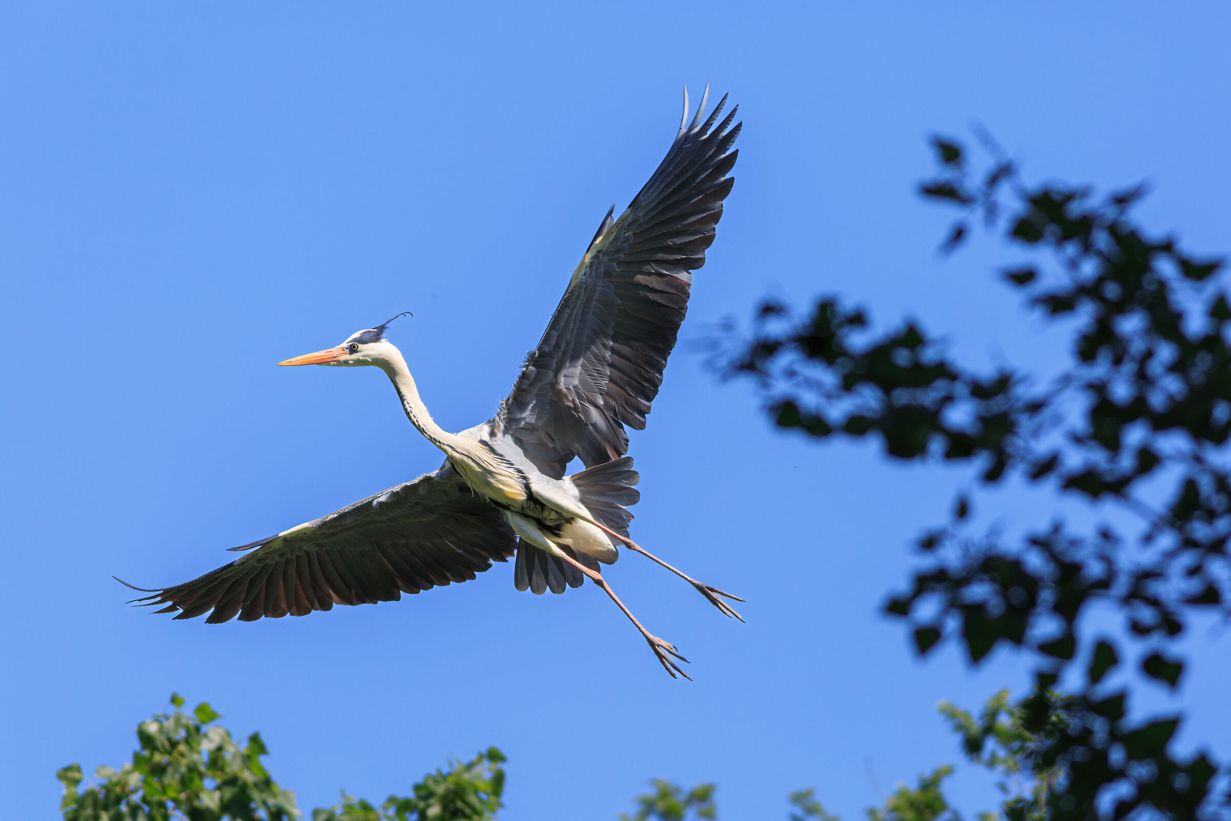 Grey heron