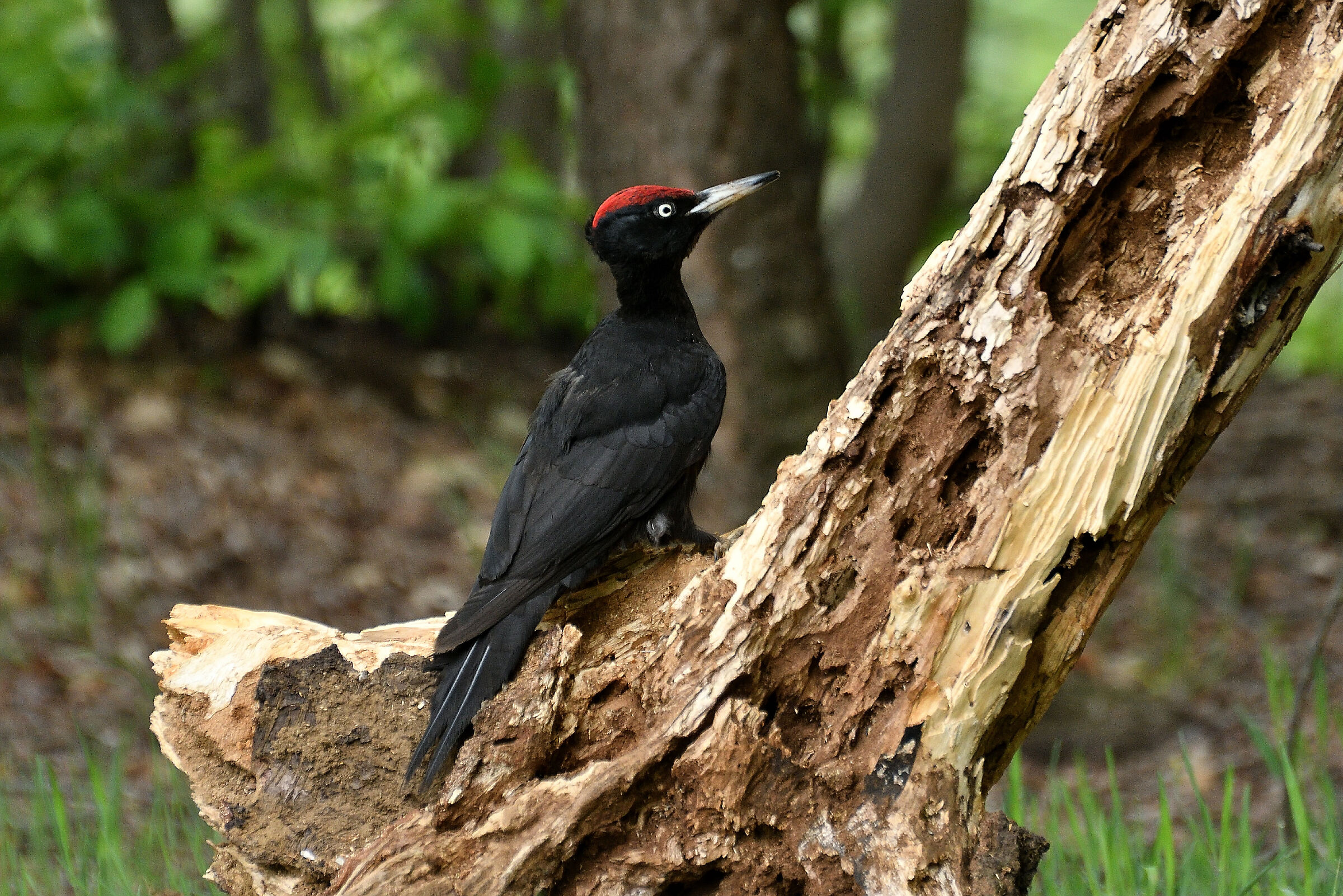 Black at his restaurant