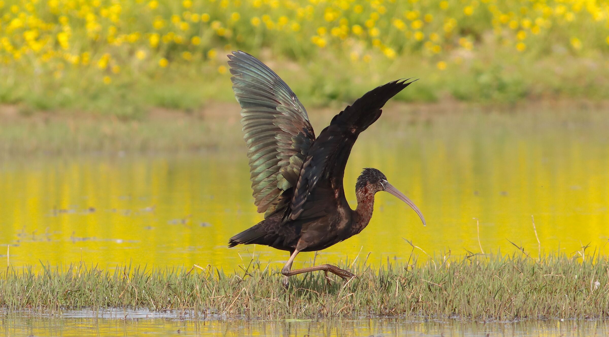 Mignattaio Vanesio after the bath
