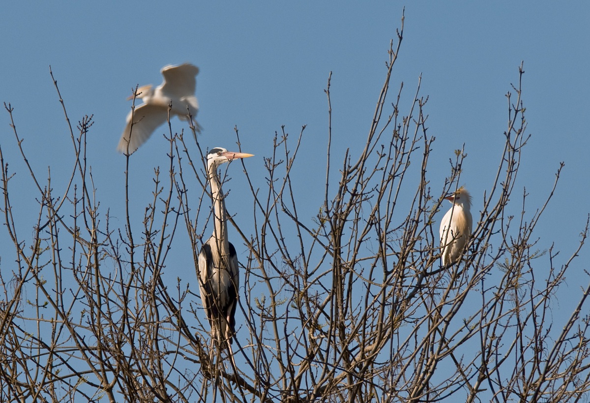 Greys herons and egret