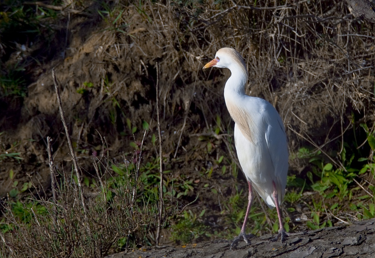 Cattle Egret