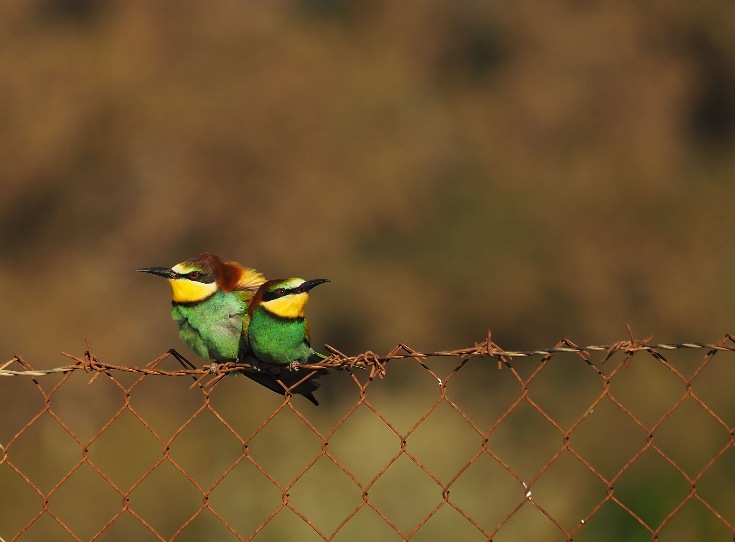 The Bee-eaters are back
