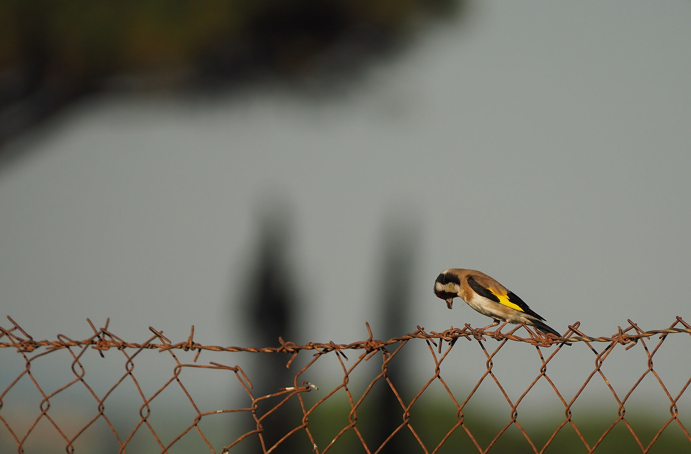 Nooo my glasses fell ..