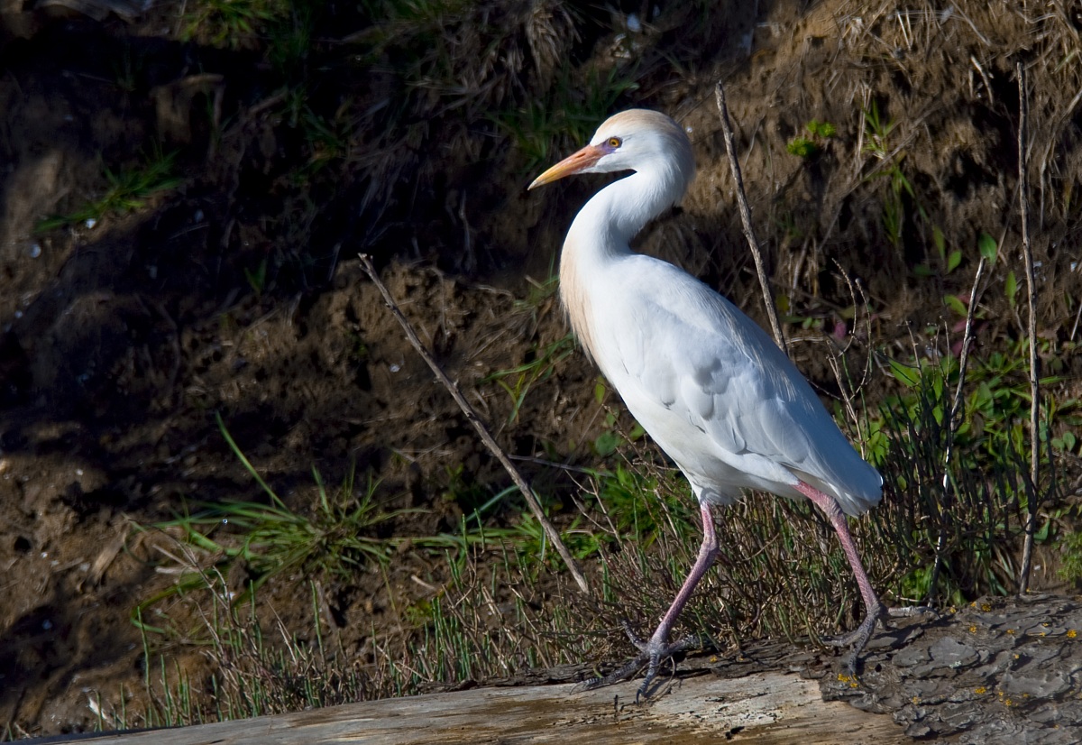 Cattle Egret