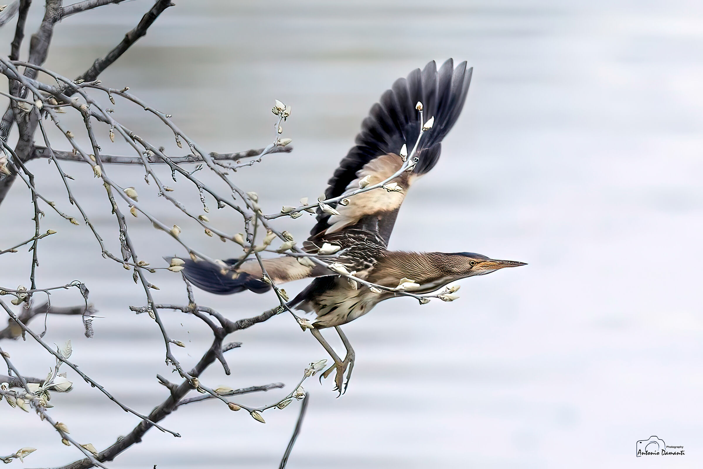 Bittern: Away from the hiding place