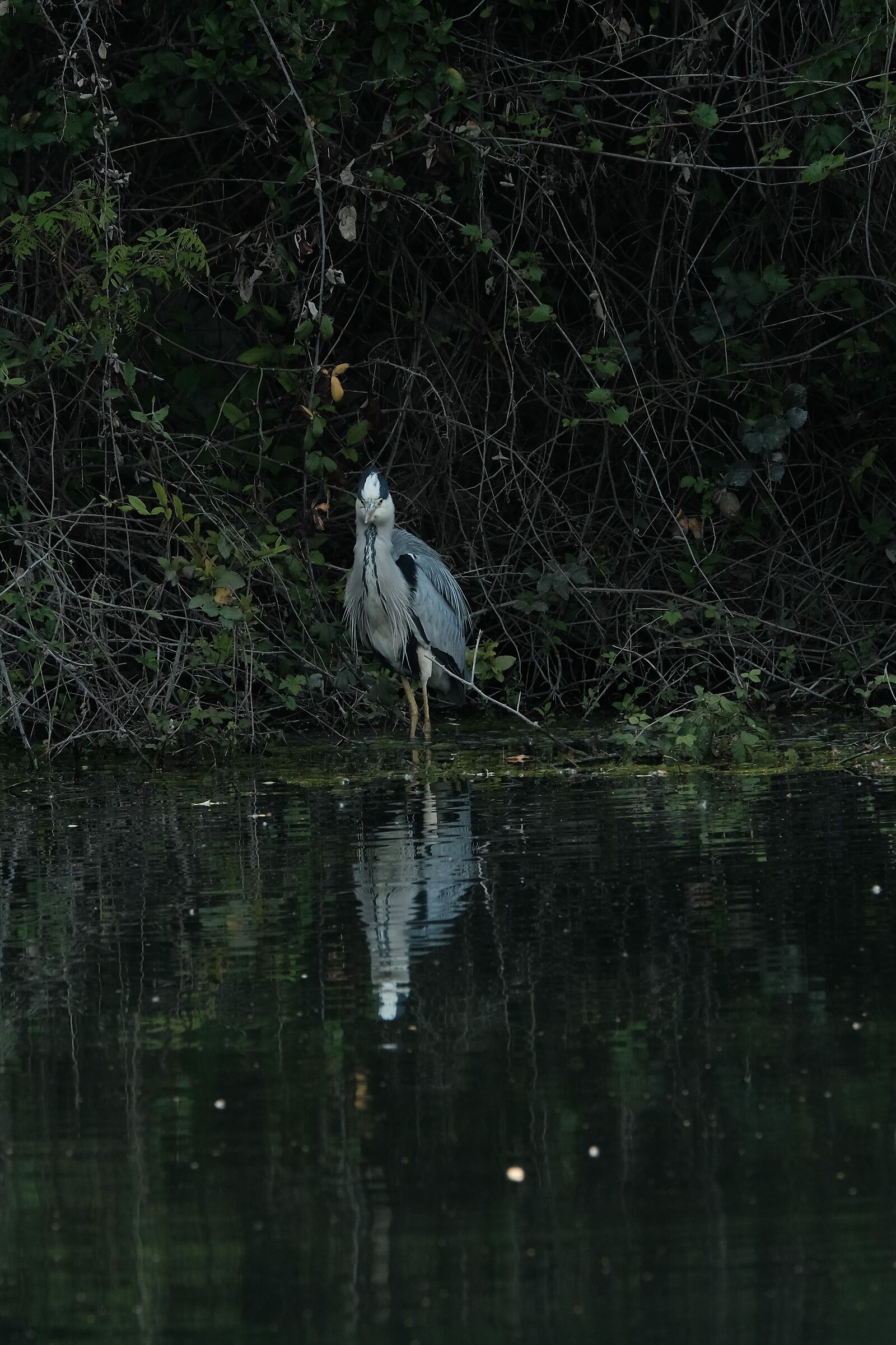 gray heron