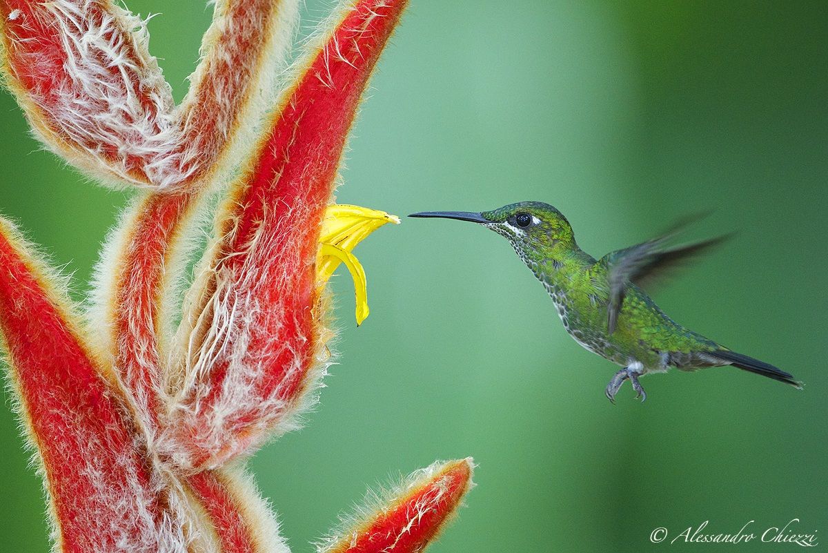 Colibri diamond crown green female