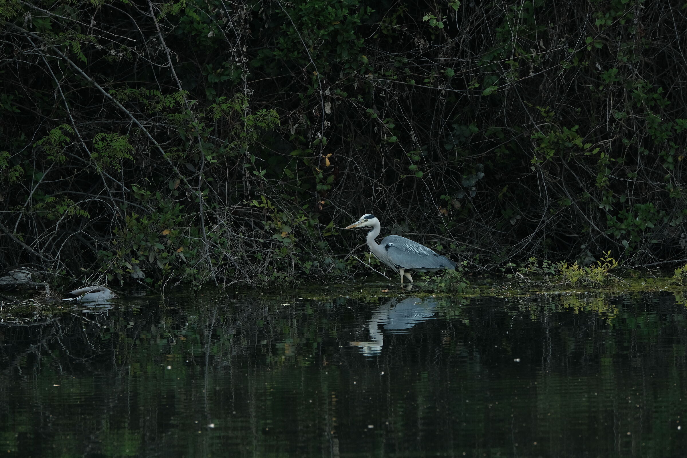gray heron