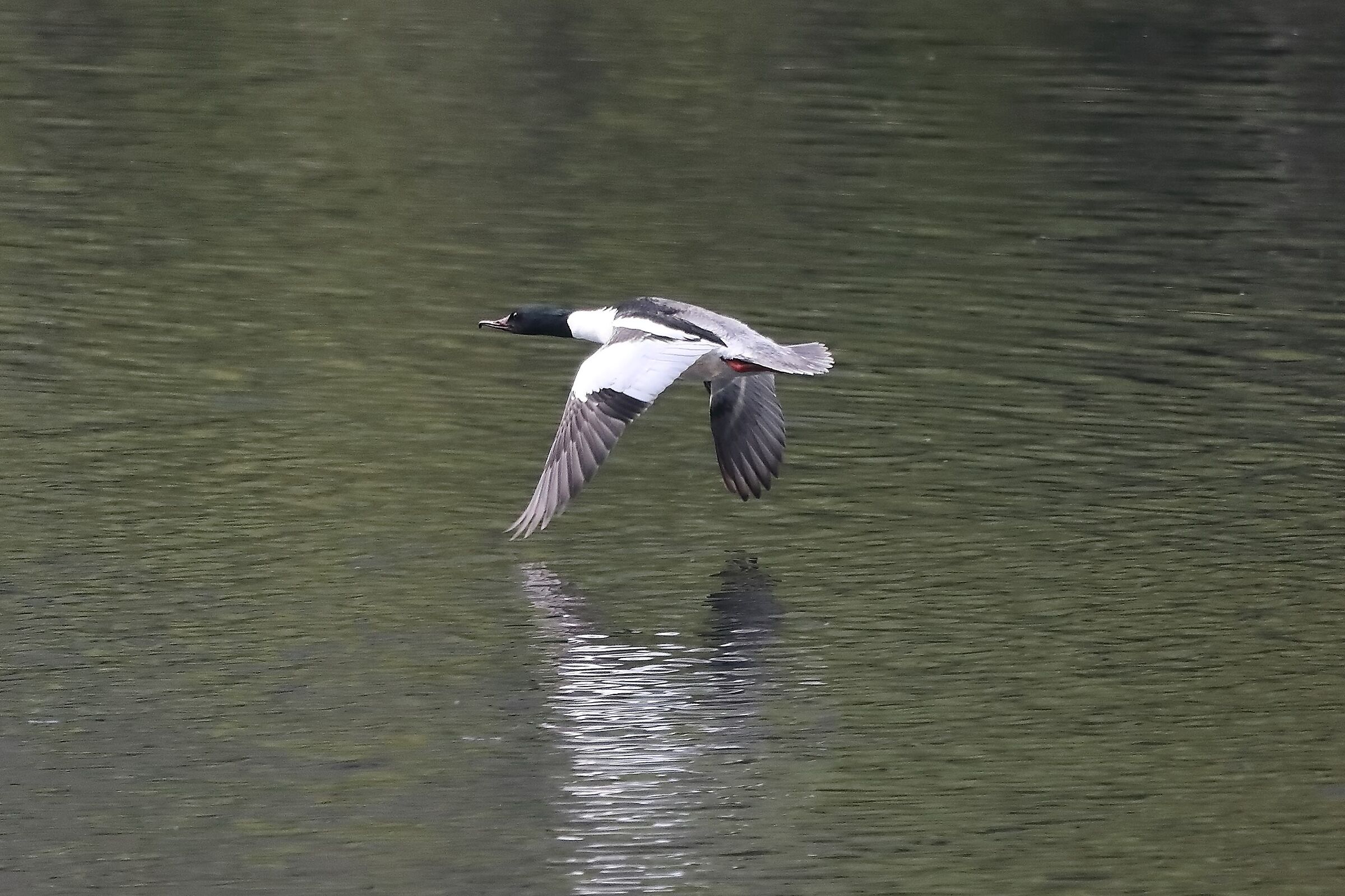 merganser M 06-04-2022