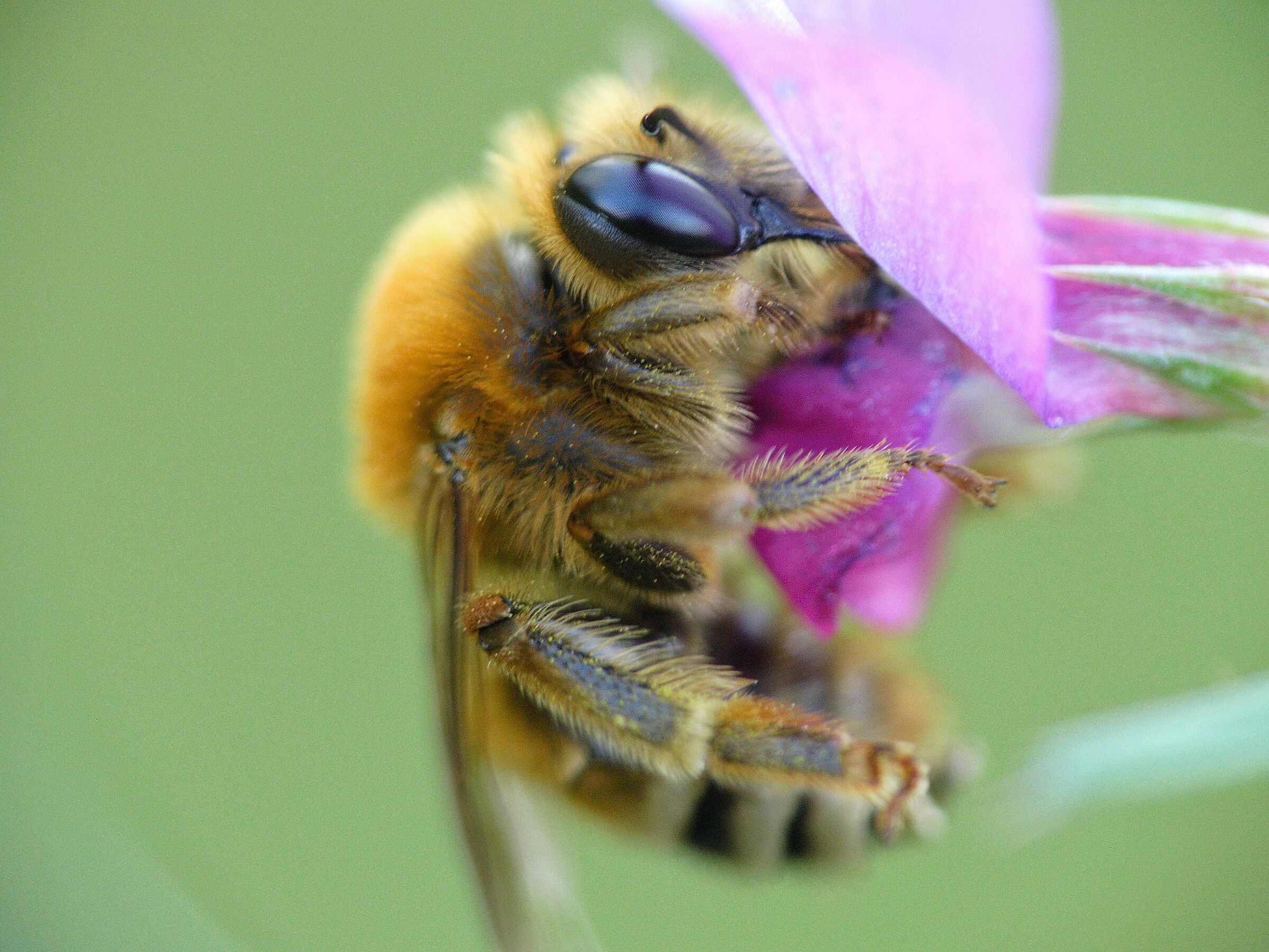 Eucera nigrescens