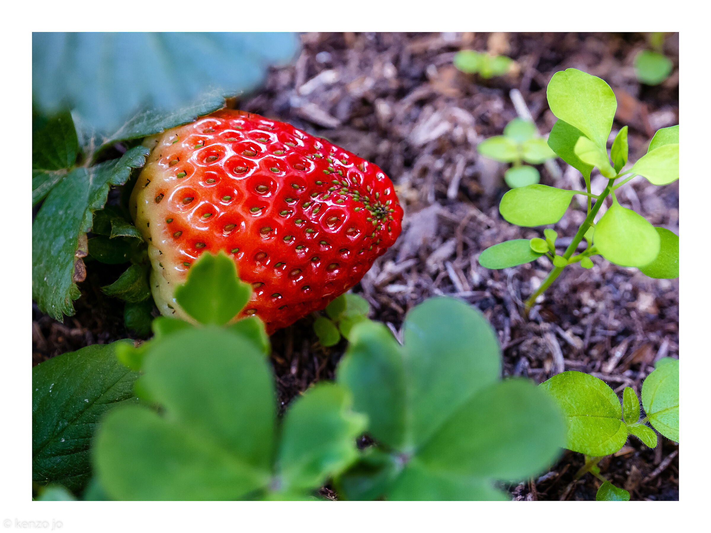 La prima fragola