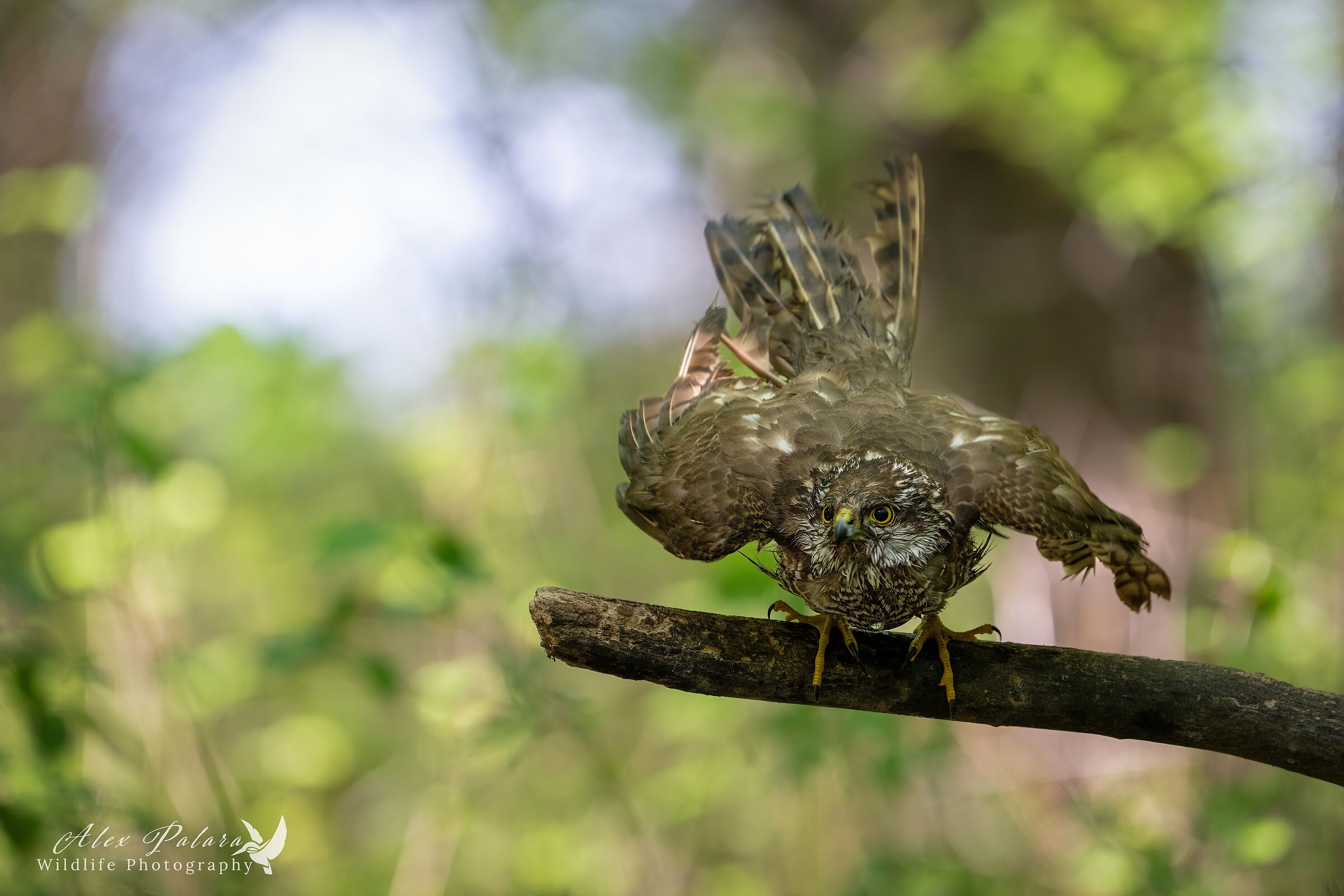 Sparrowhawk on the attack