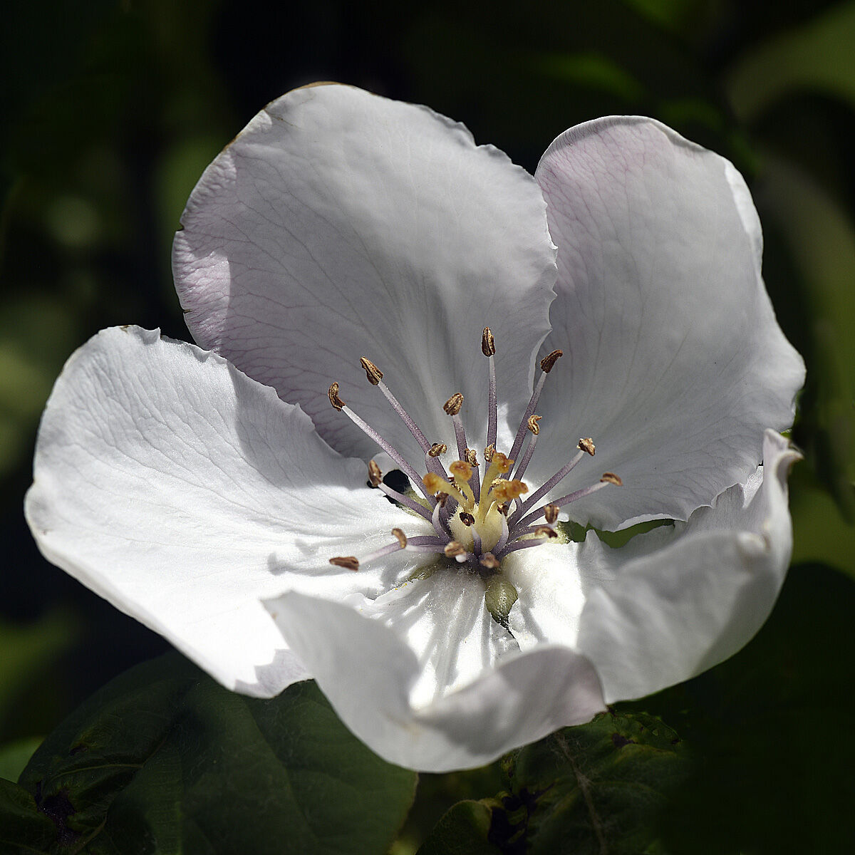 fiore di mela cotogna