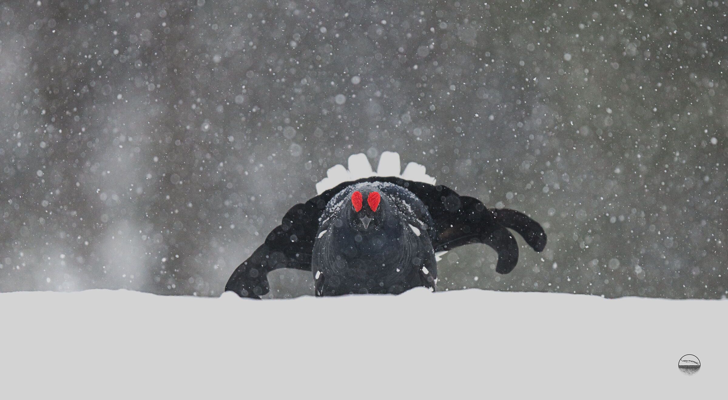 blizzard