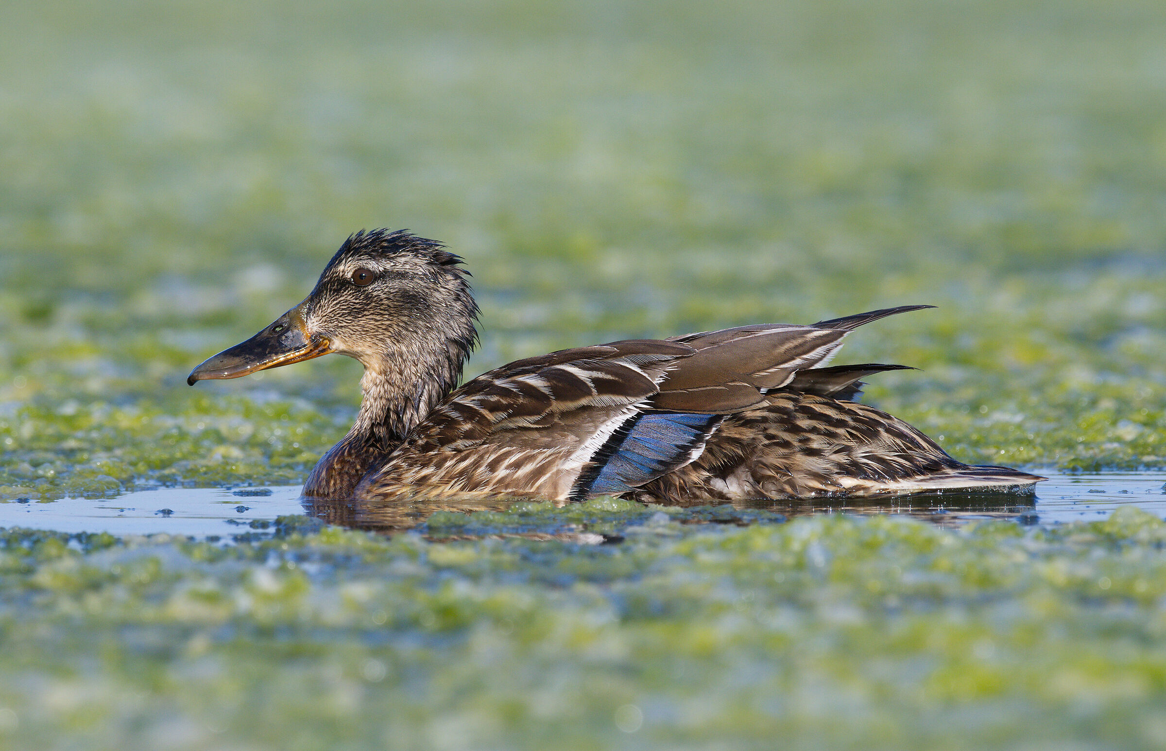 Oasi Lipu Lido di Ostia
