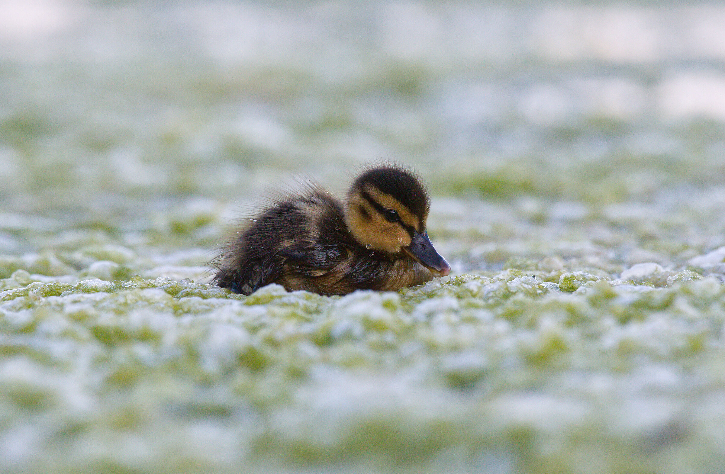 Oasi Lipu Lido di Ostia