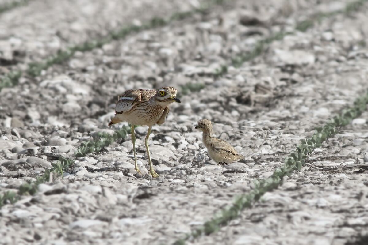 winks with offspring