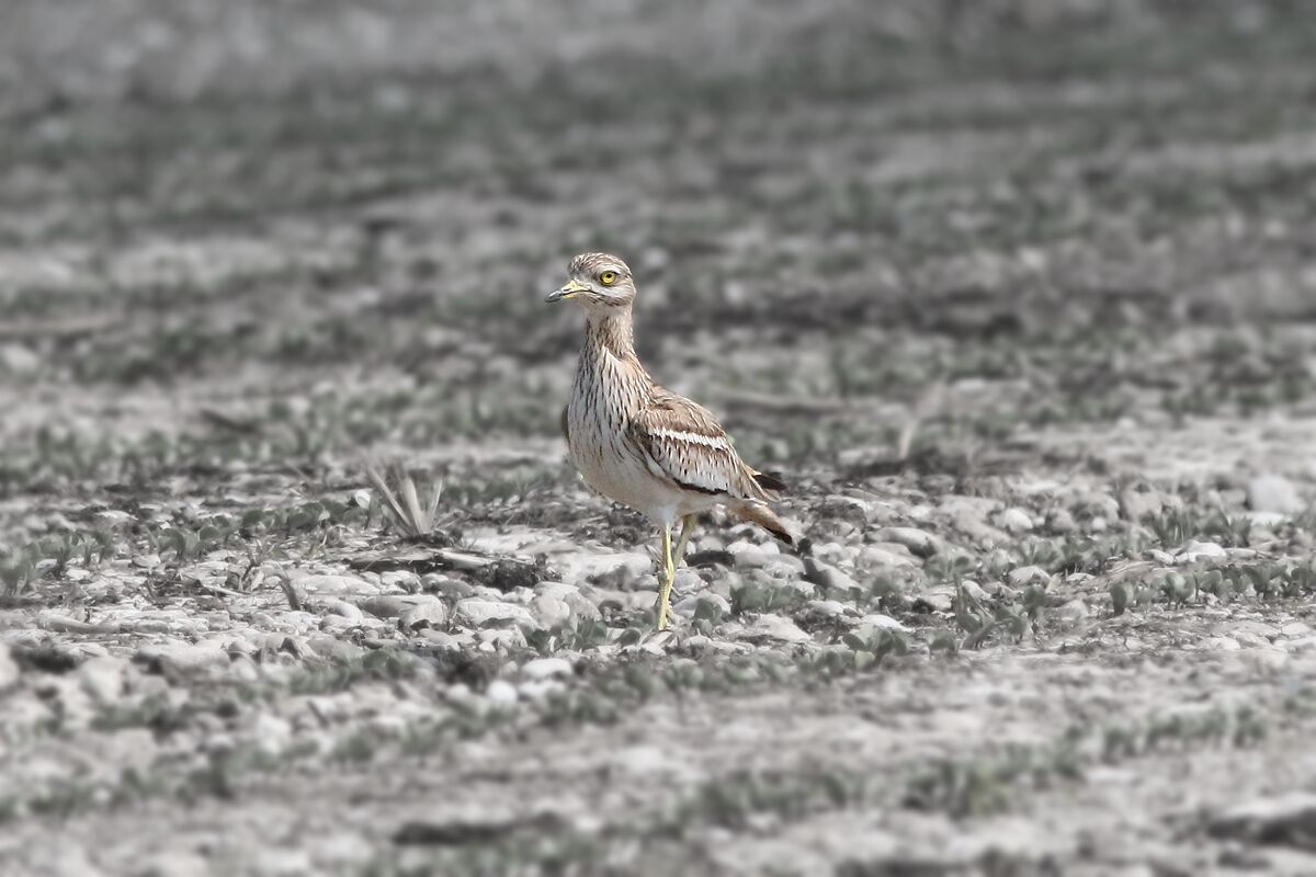 Occhione in the Magredi