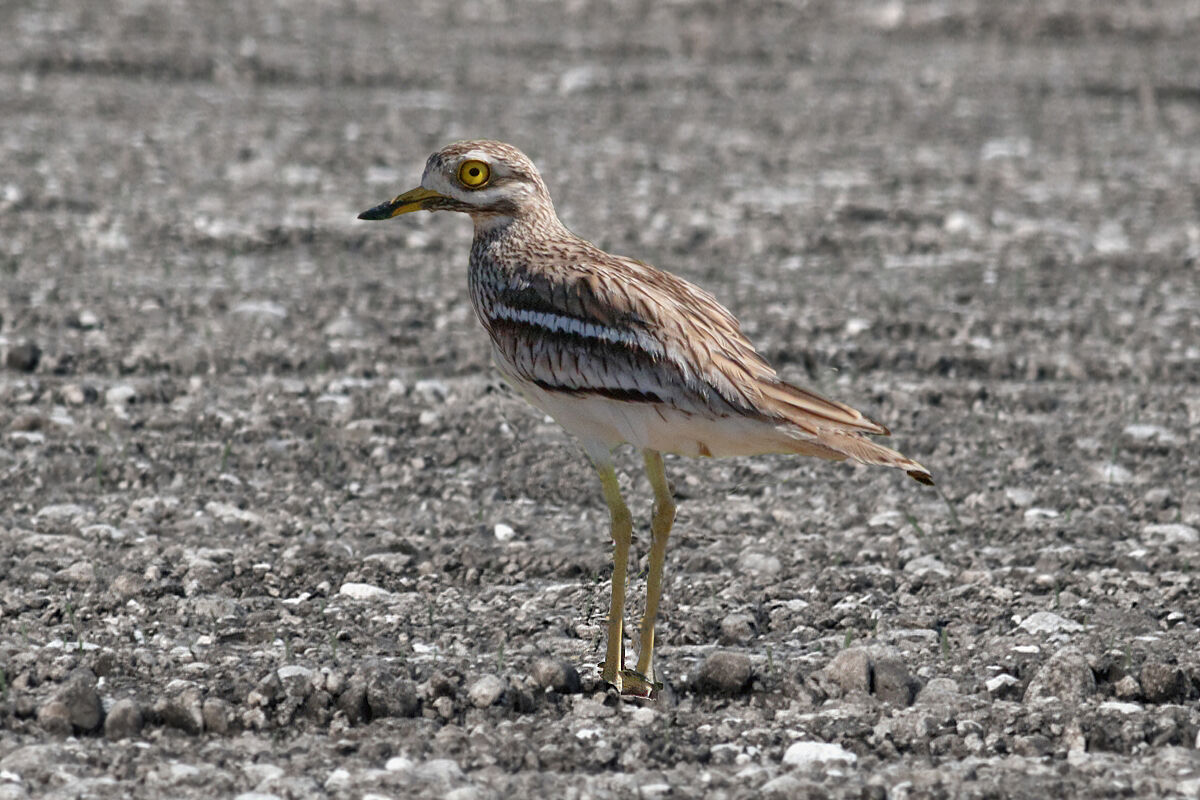 Occhione in the Magredi