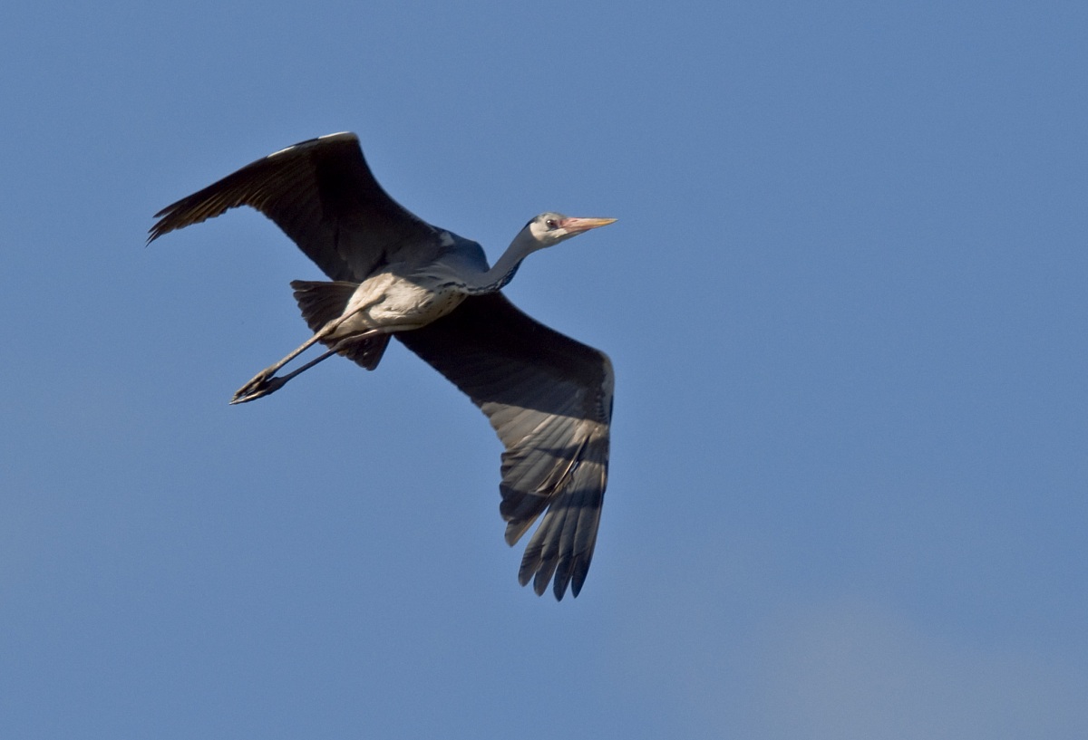 Airone Cenerino in volo