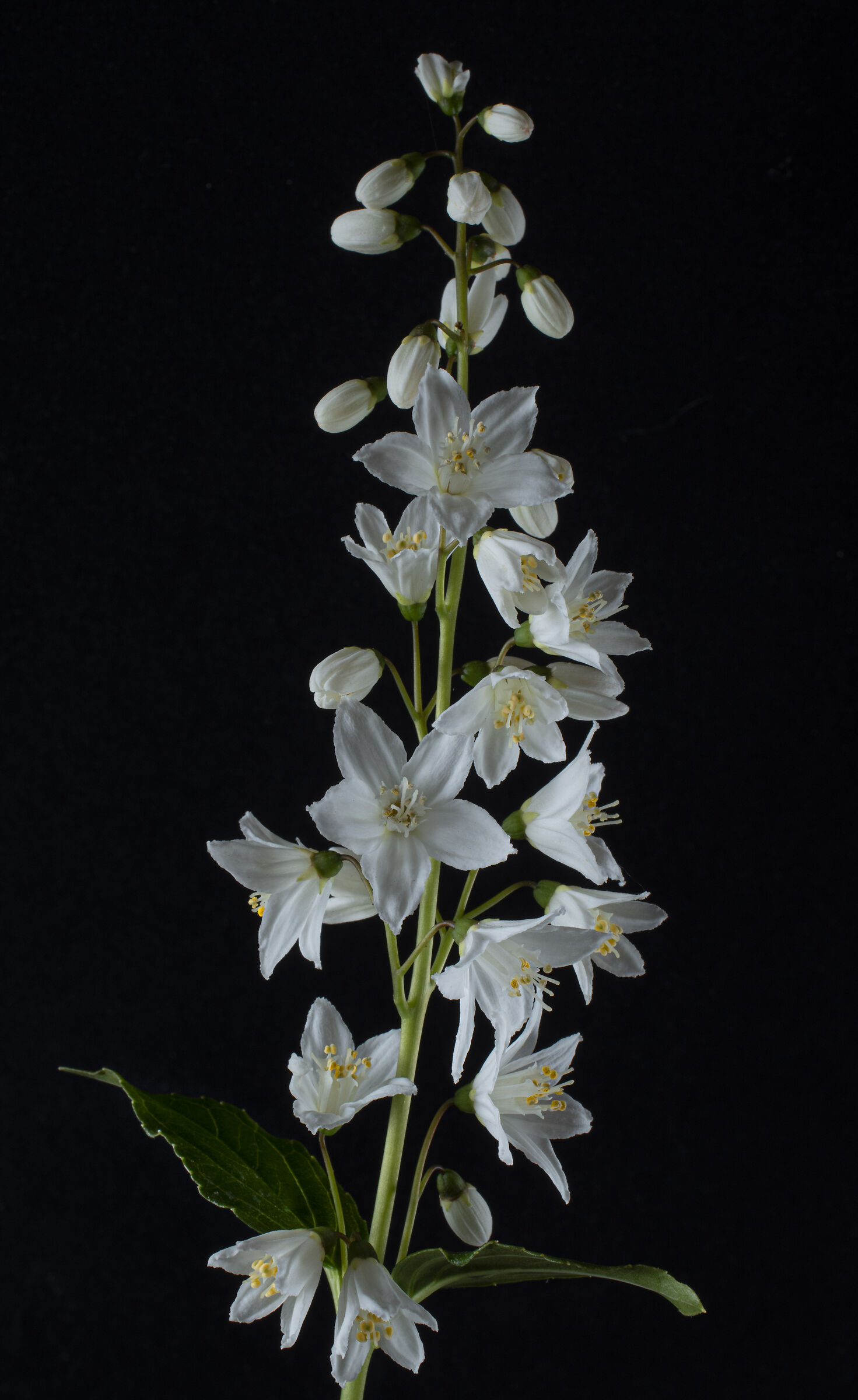 Deutzia Scabra