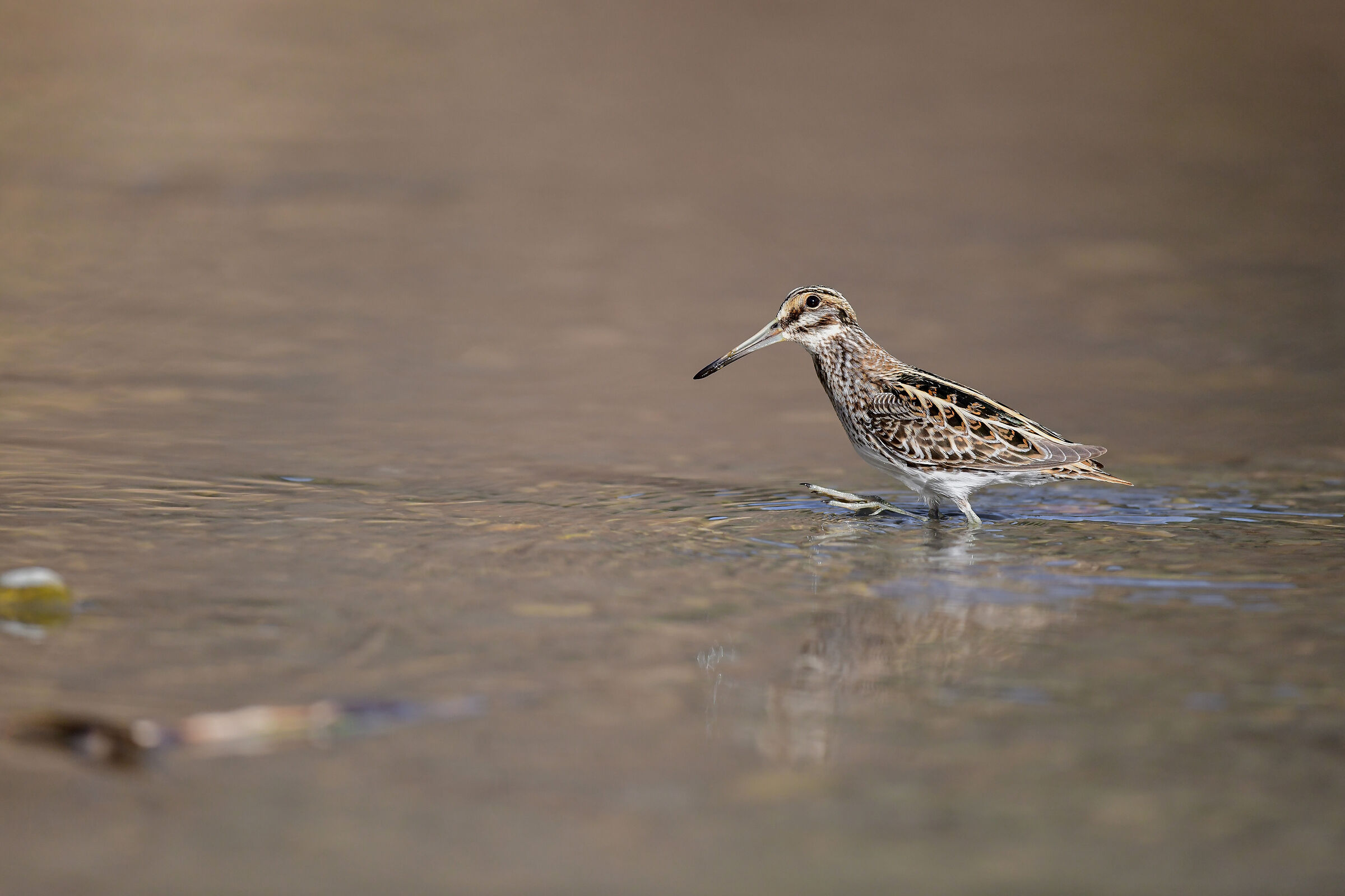 blend in the last light