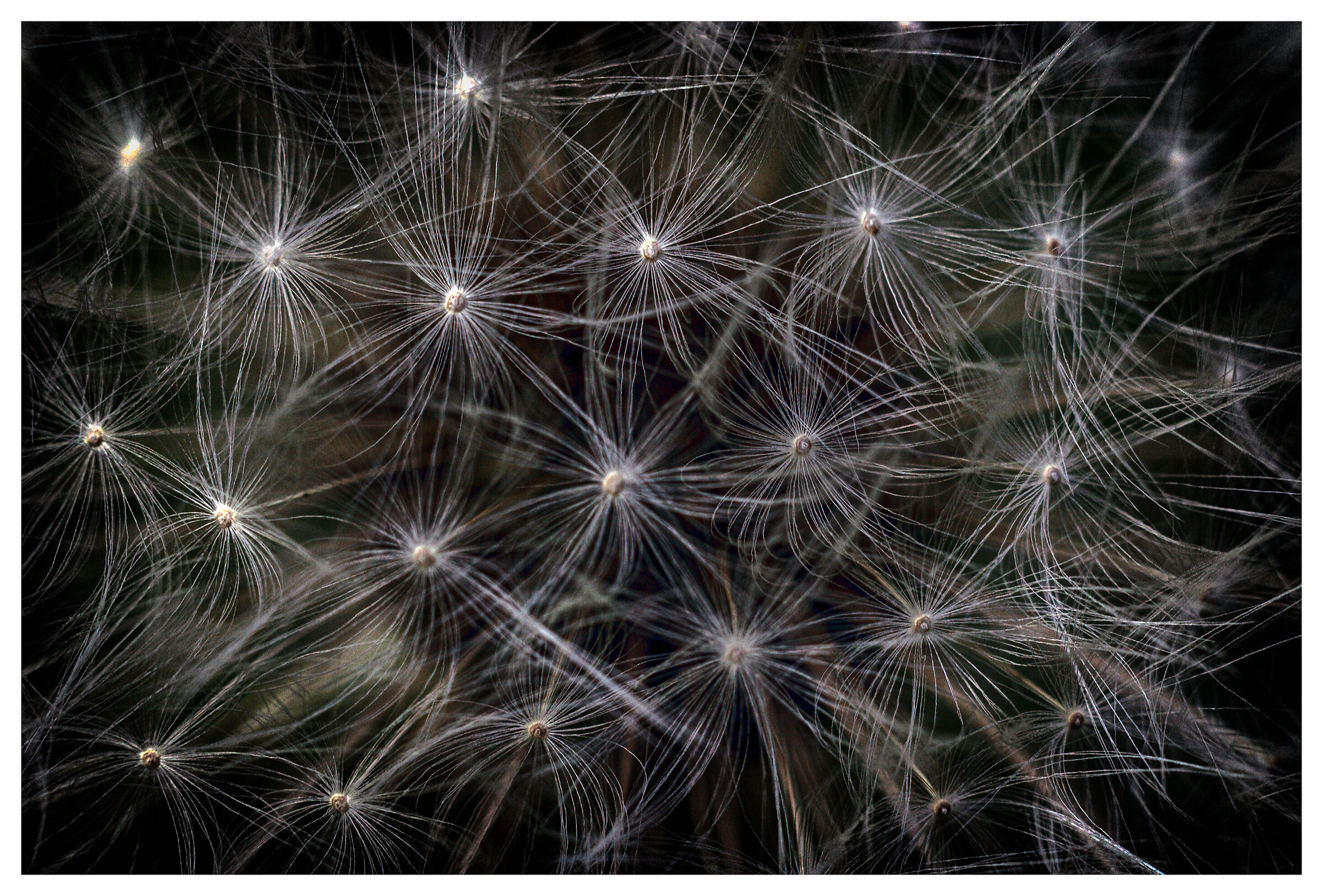 Synapse