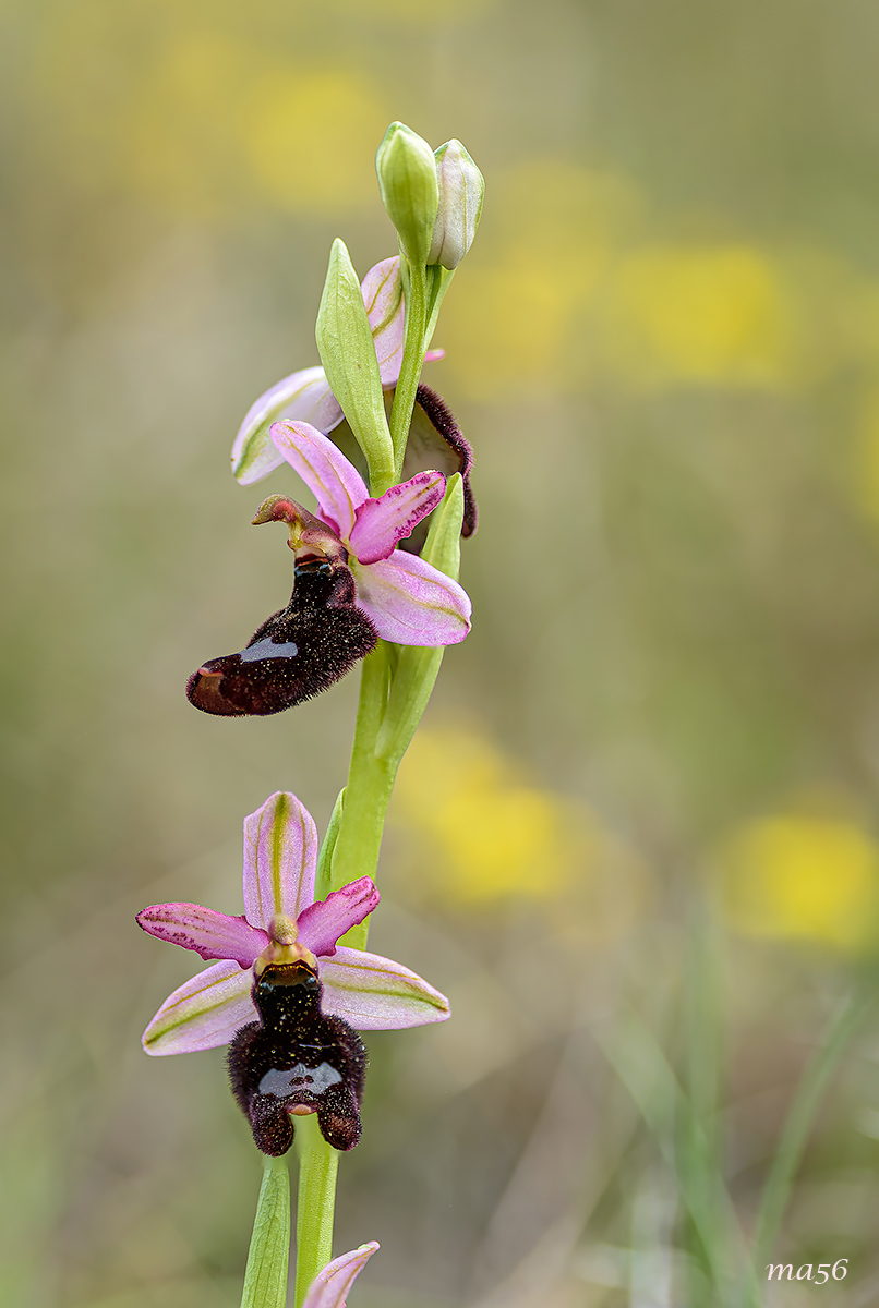 Ophrys Bertolonii