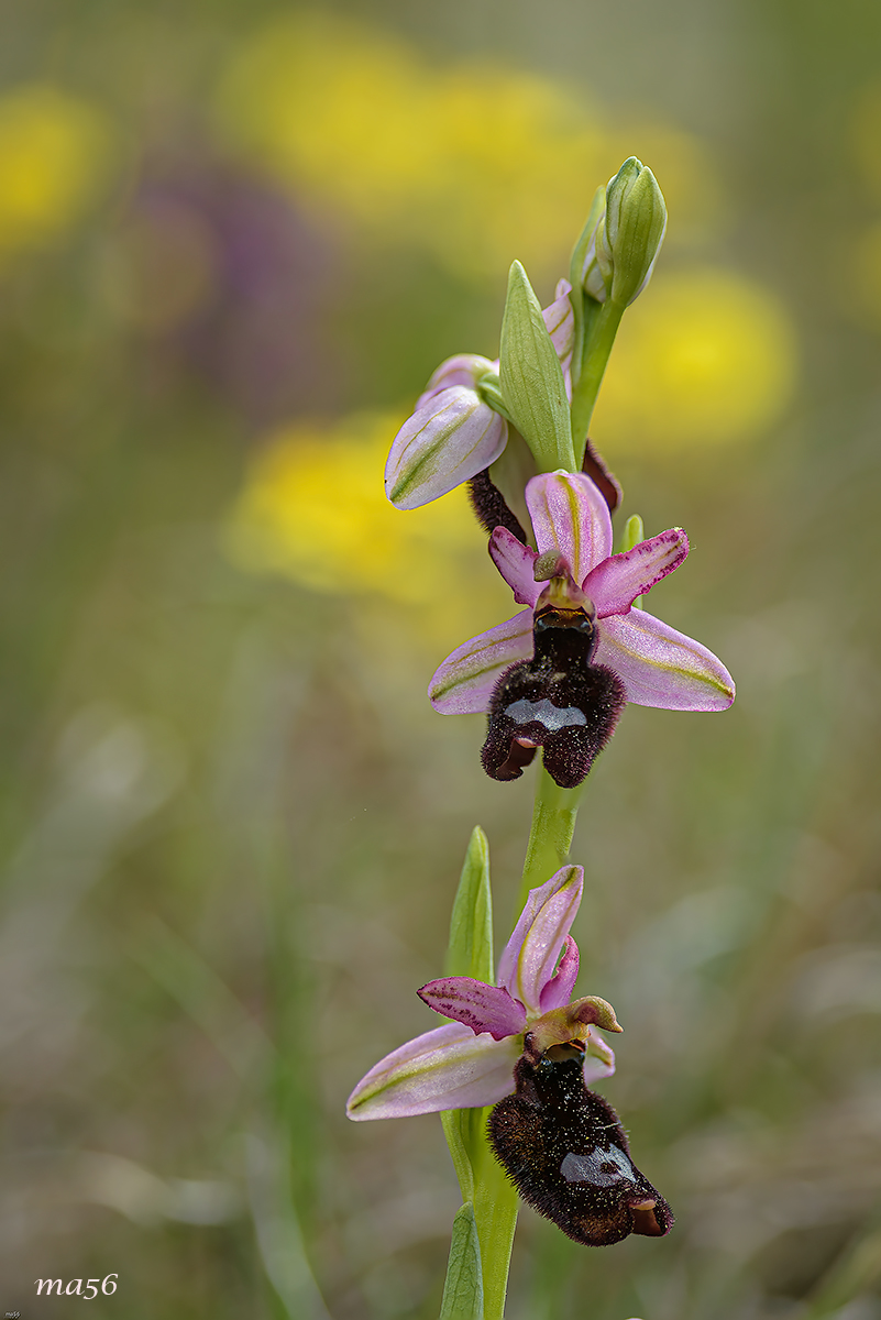 Oprys Bertolonii