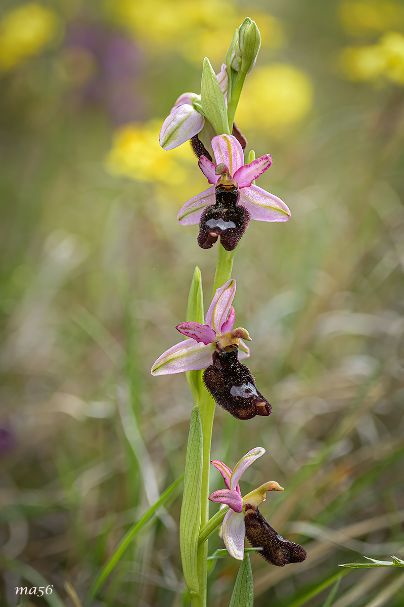 Ophrys Bertolonii