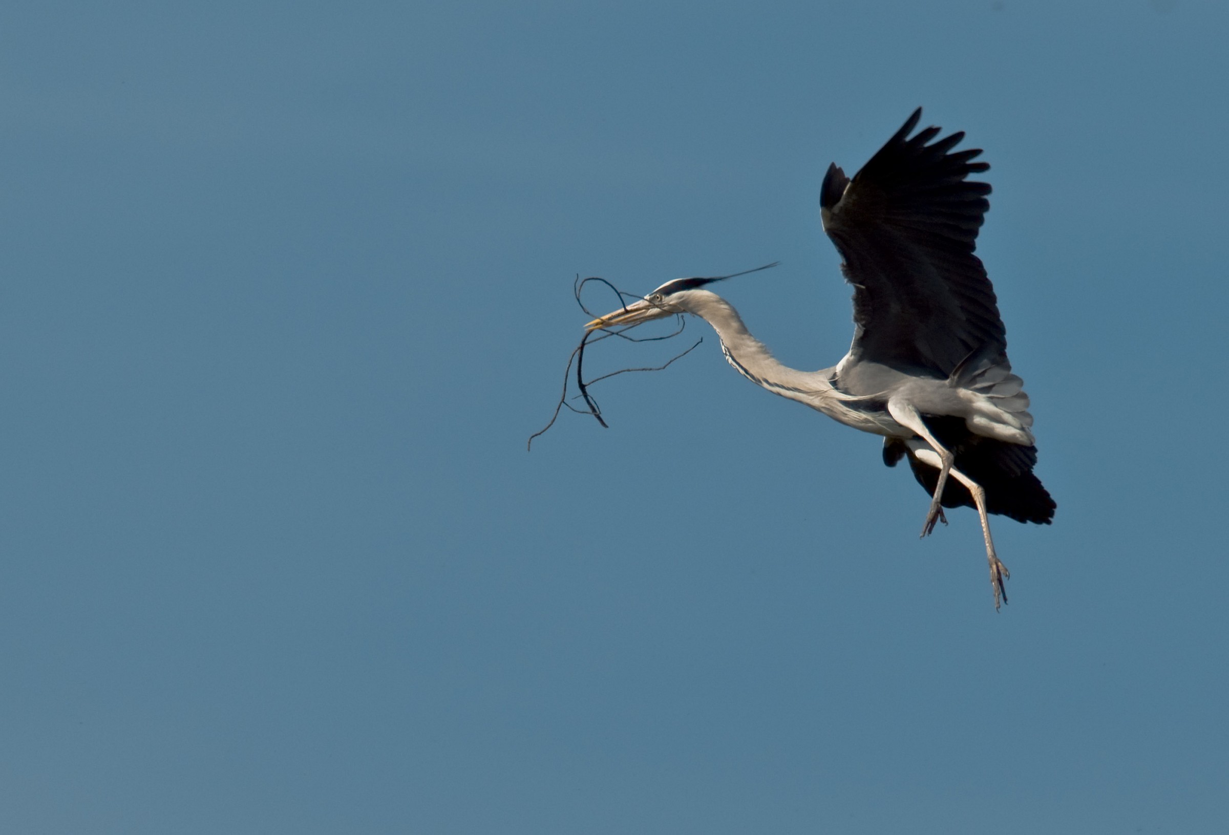 Grey Heron in flight