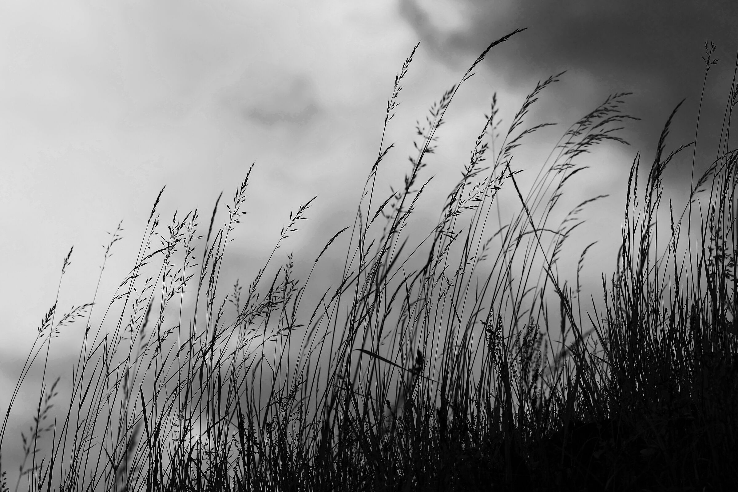 Solo d' erba e vento