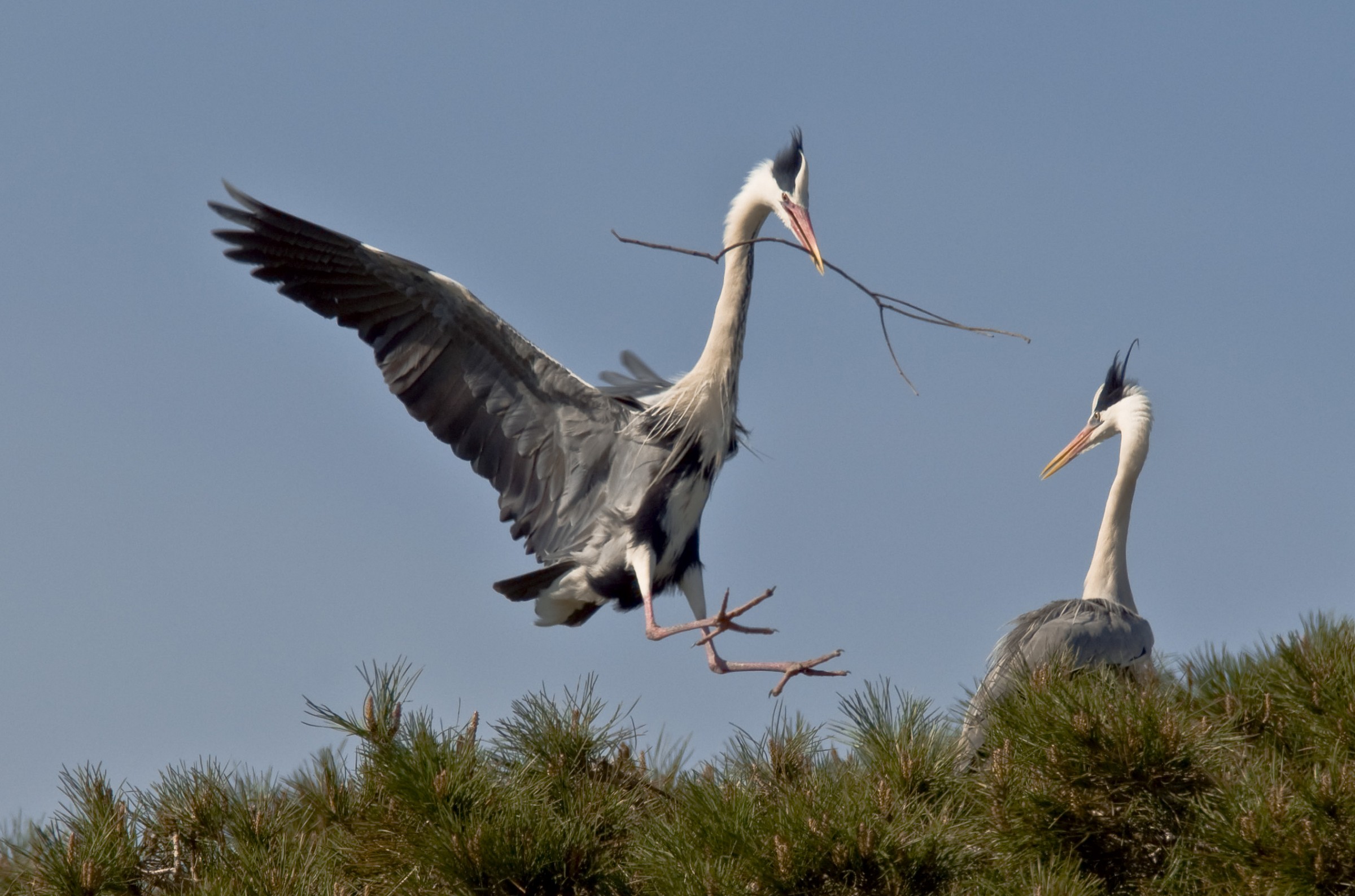 Grey Heron in alberaggio