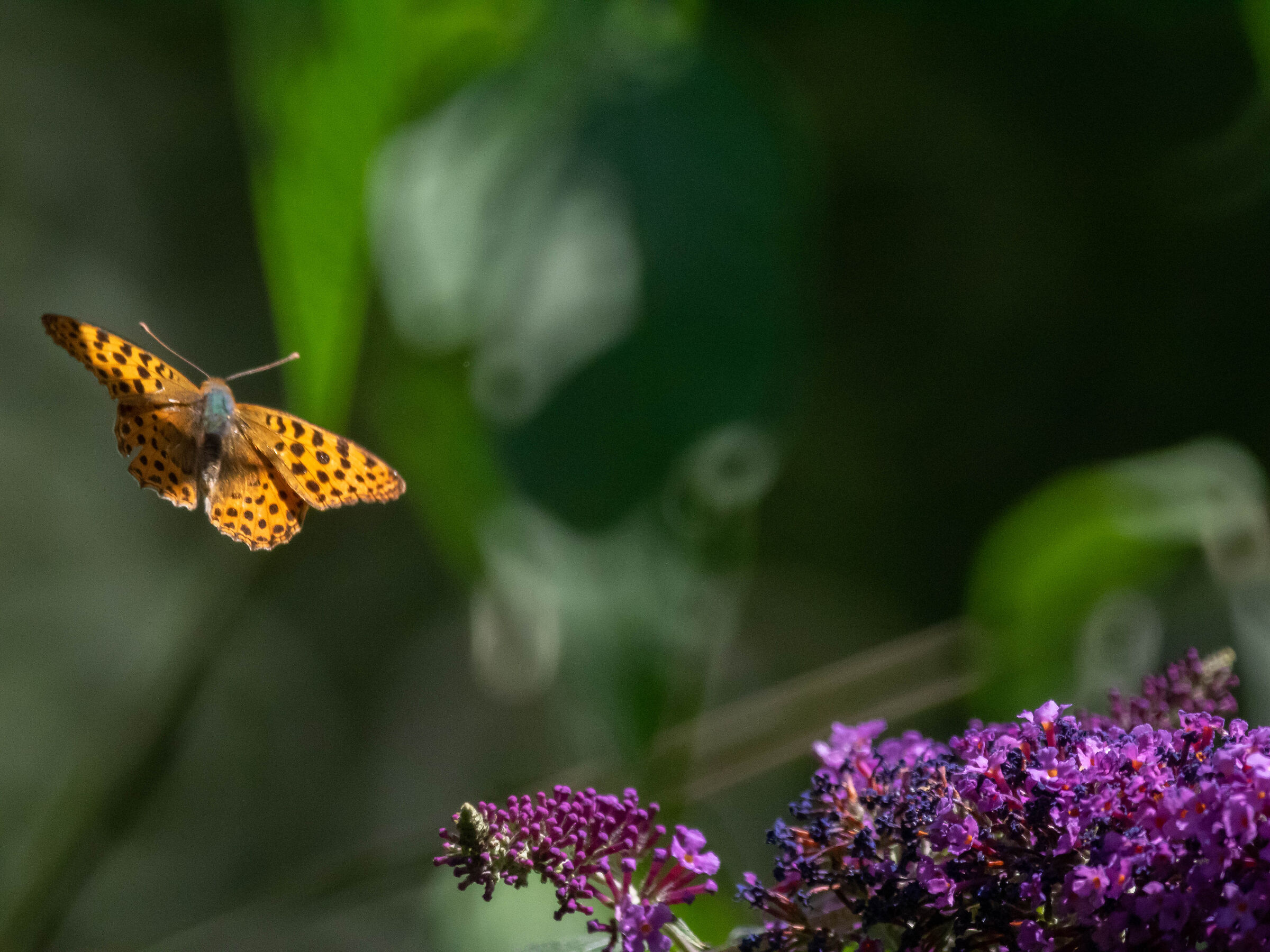 butterflies oly EM1 tamron 500 f8