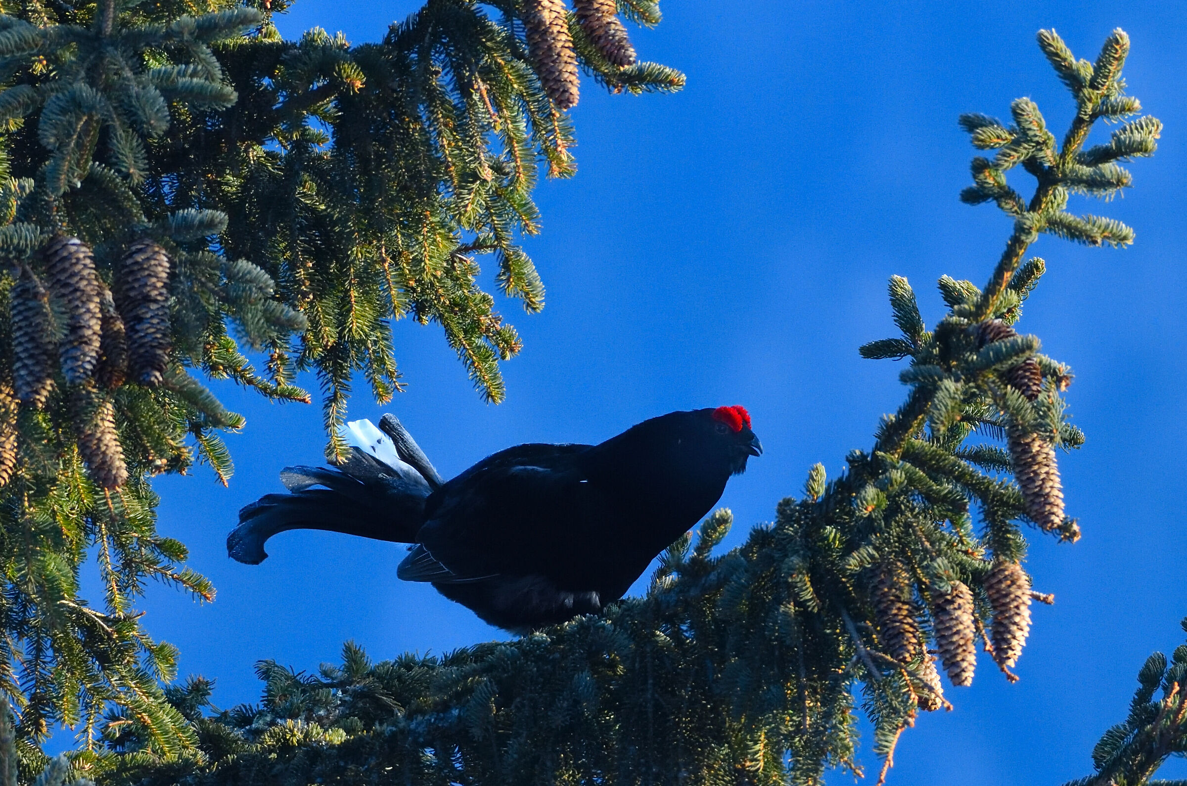 singing on the tree...