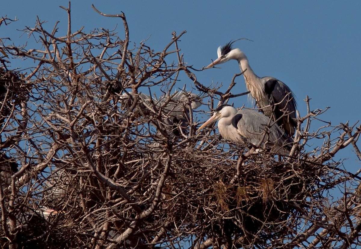Grey Heron in pairs