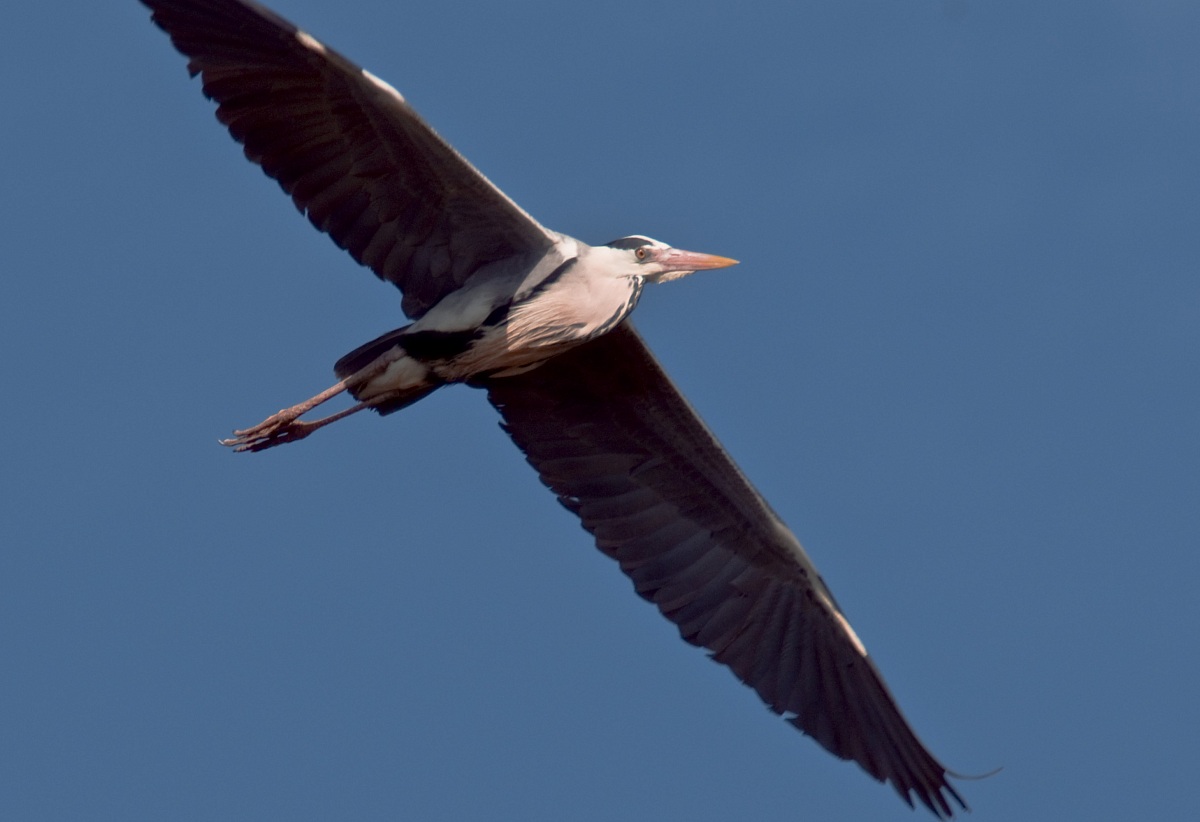Grey Heron in flight