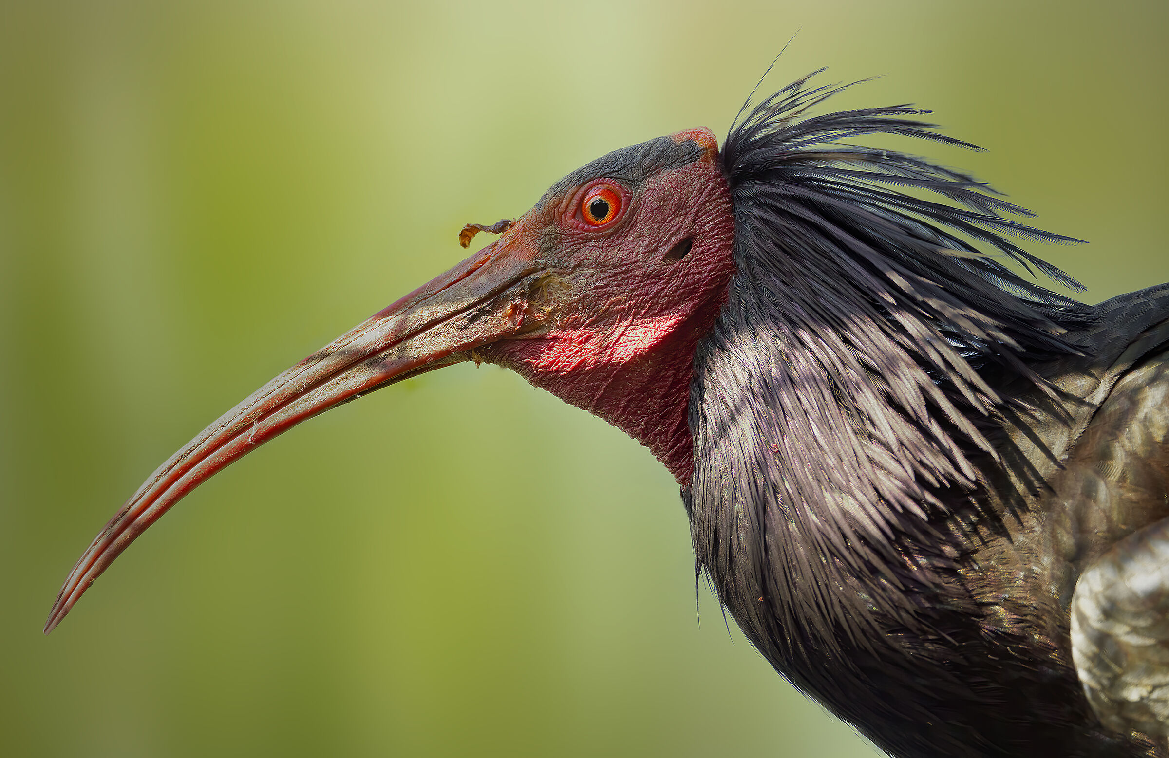 Ibis eremita (Geronticus eremita)