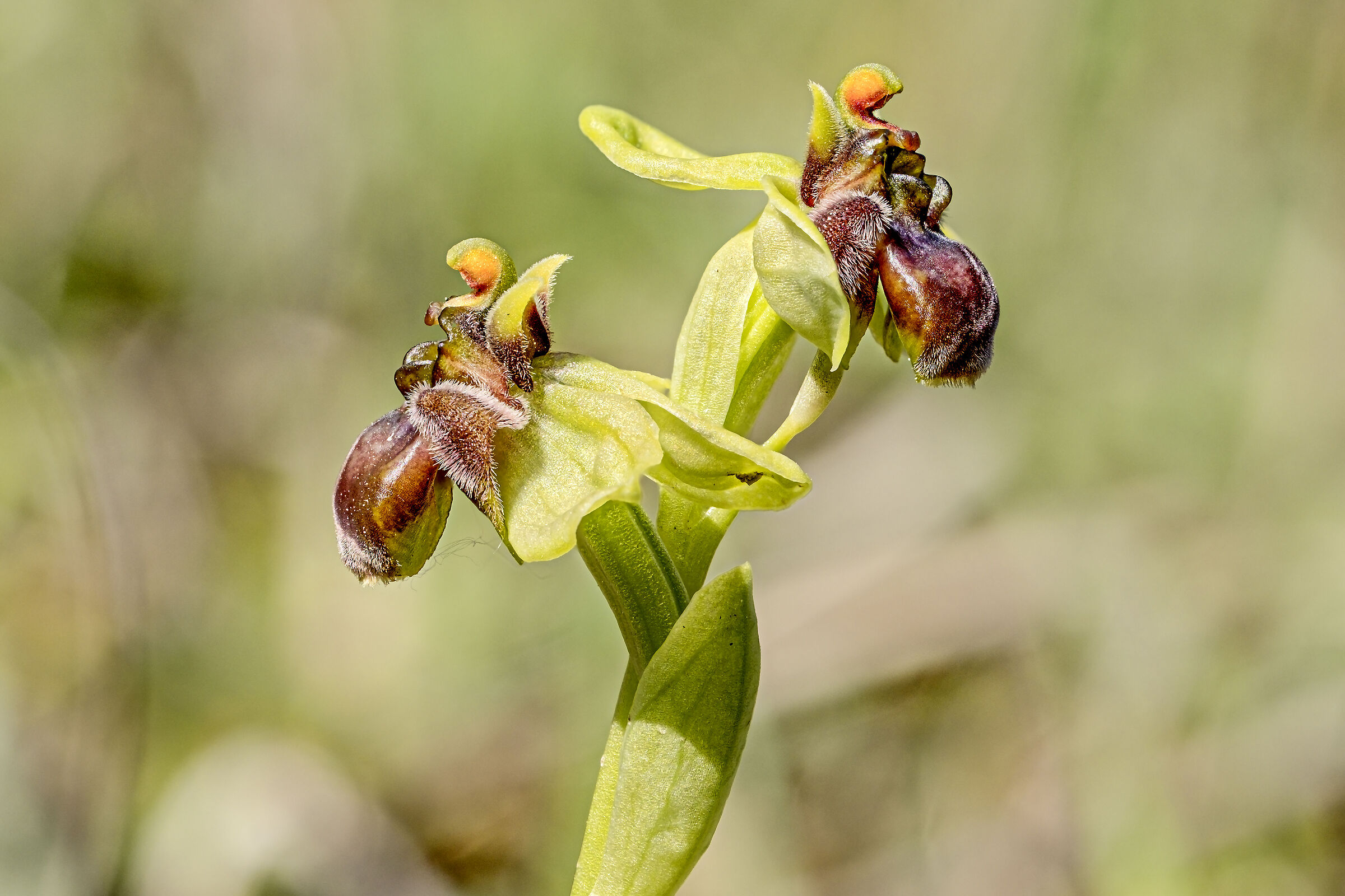 Orchidea spontanea
