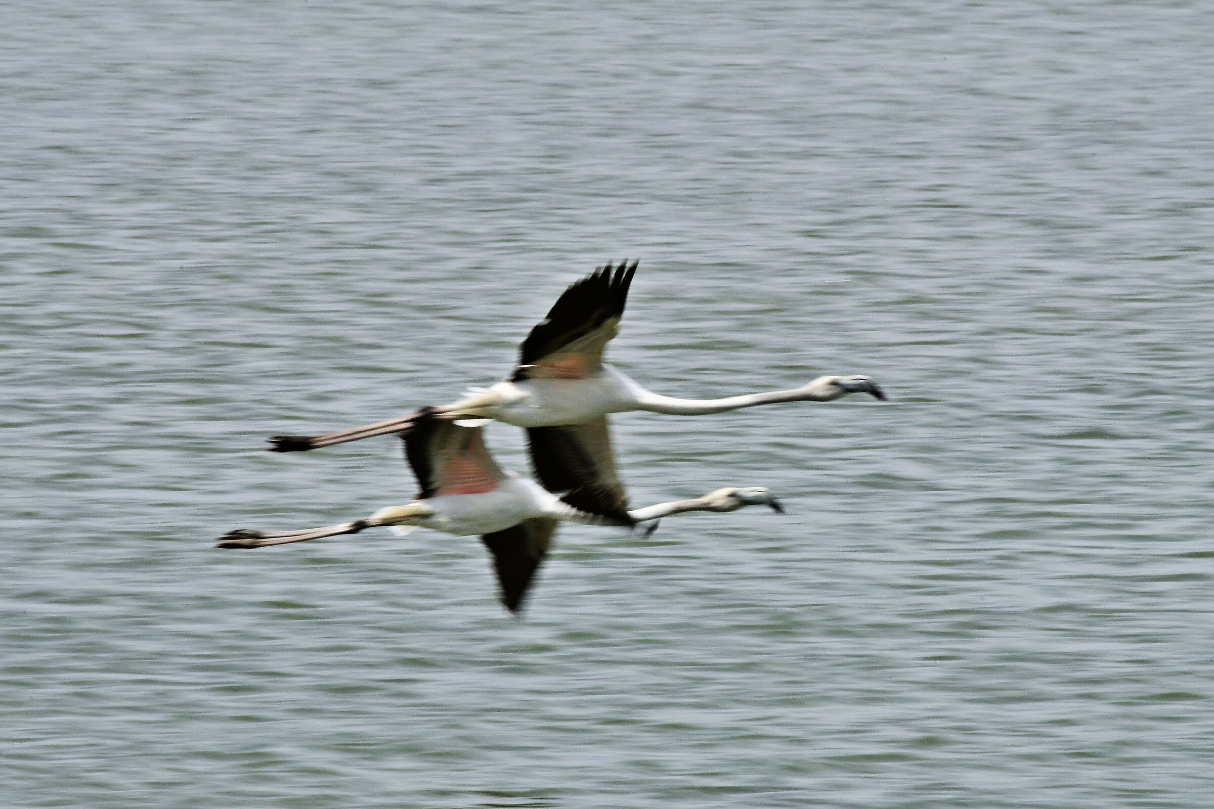 couple flight