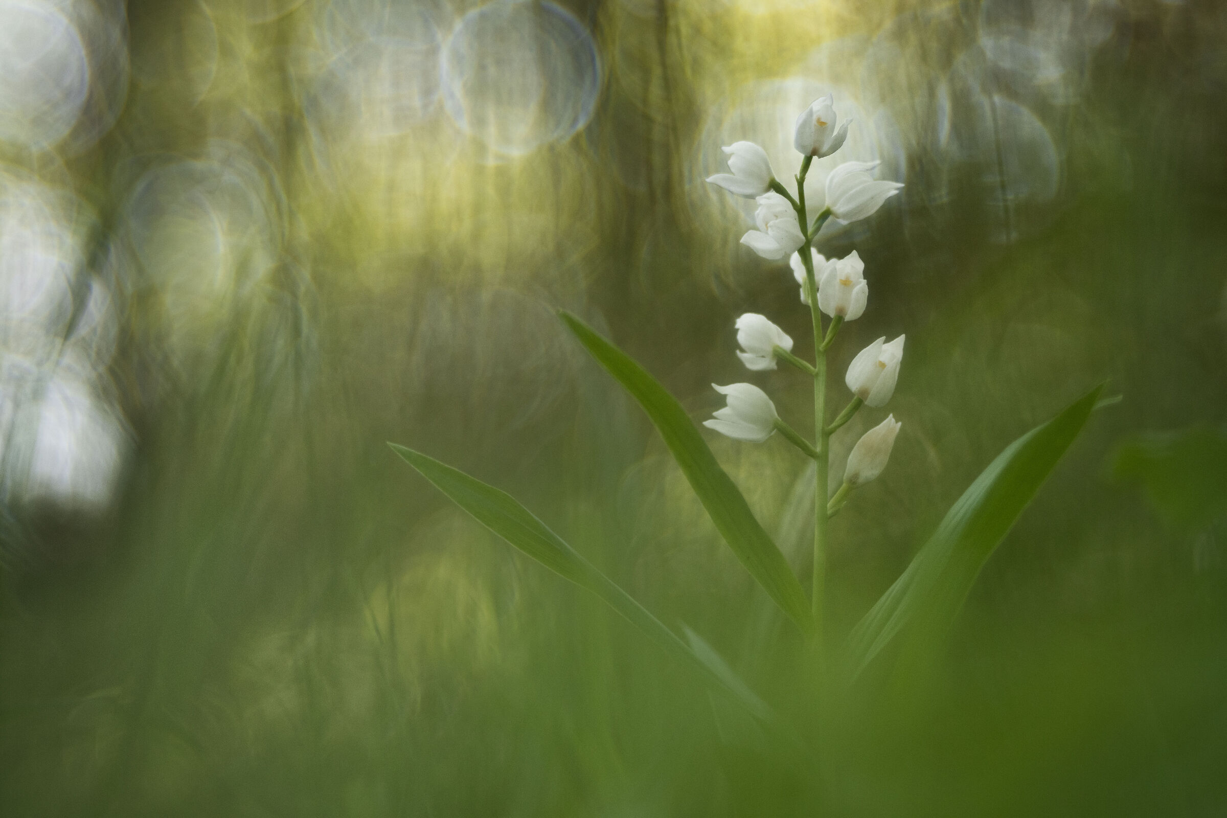 Cephalanthera longifolia