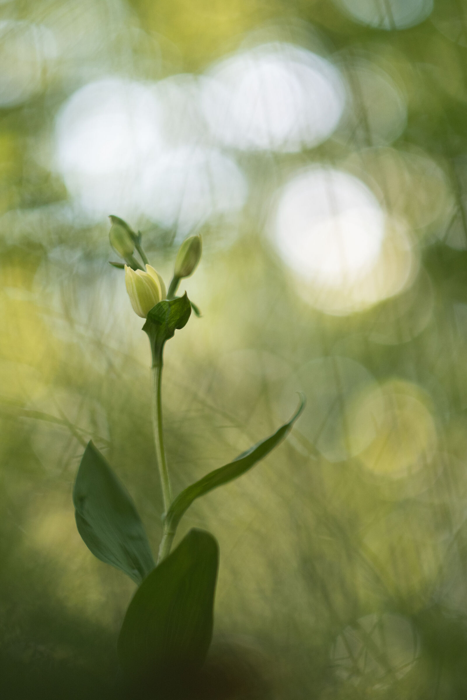 Cephalanthera damasonium