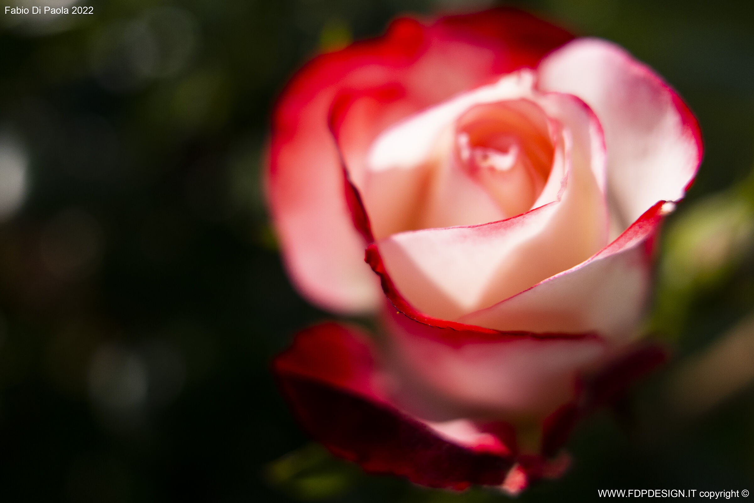 La Rosa di Genova