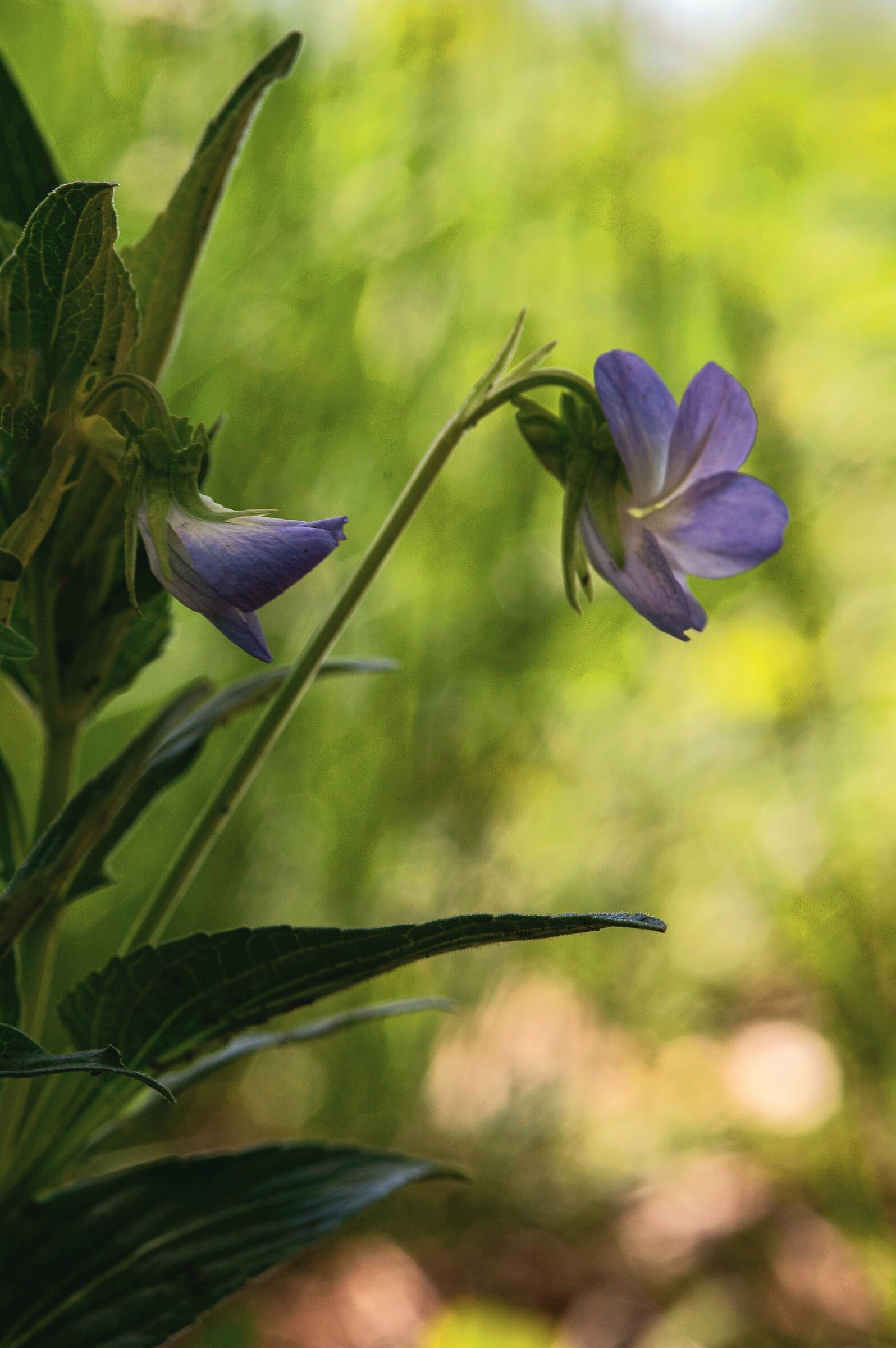 Viola Elatior