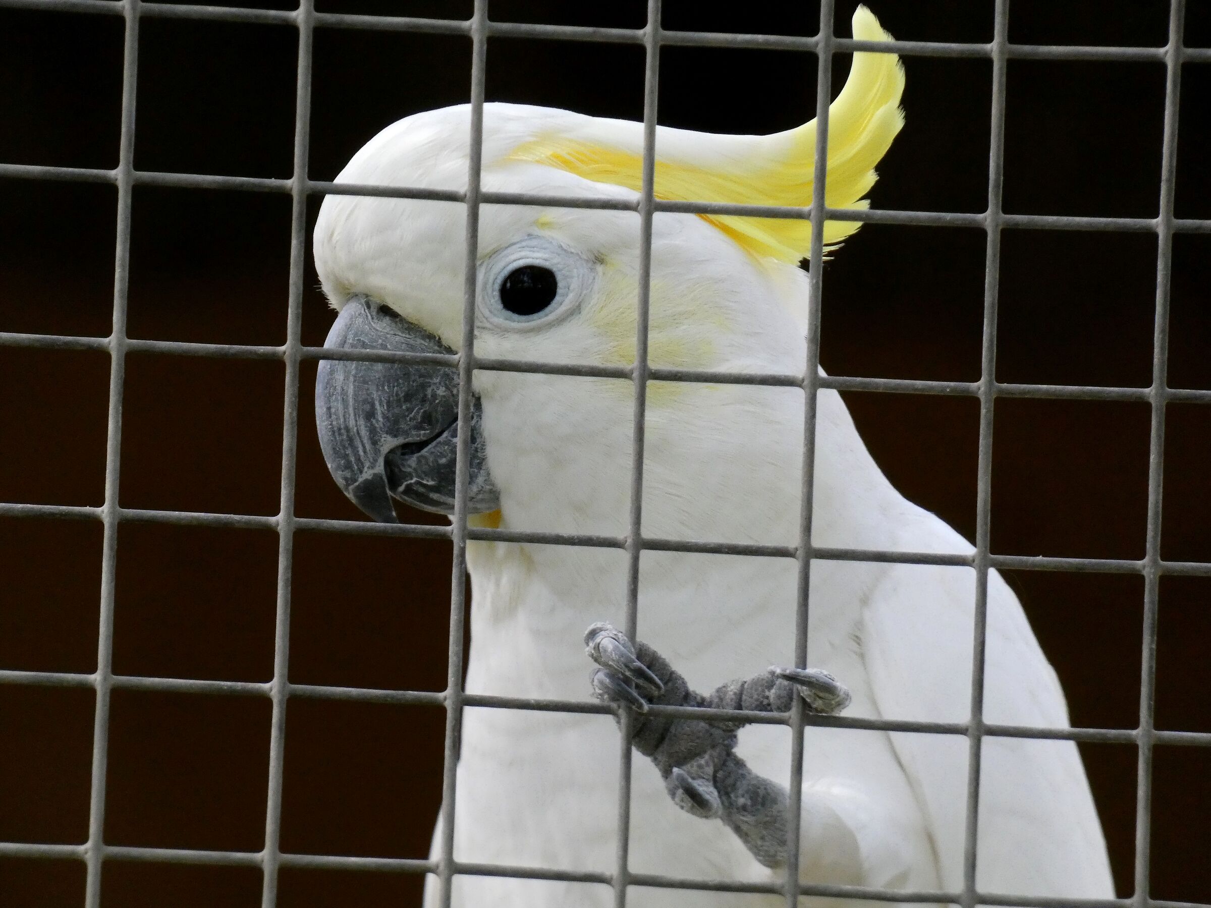 Cacatua sulphurea (Australia)