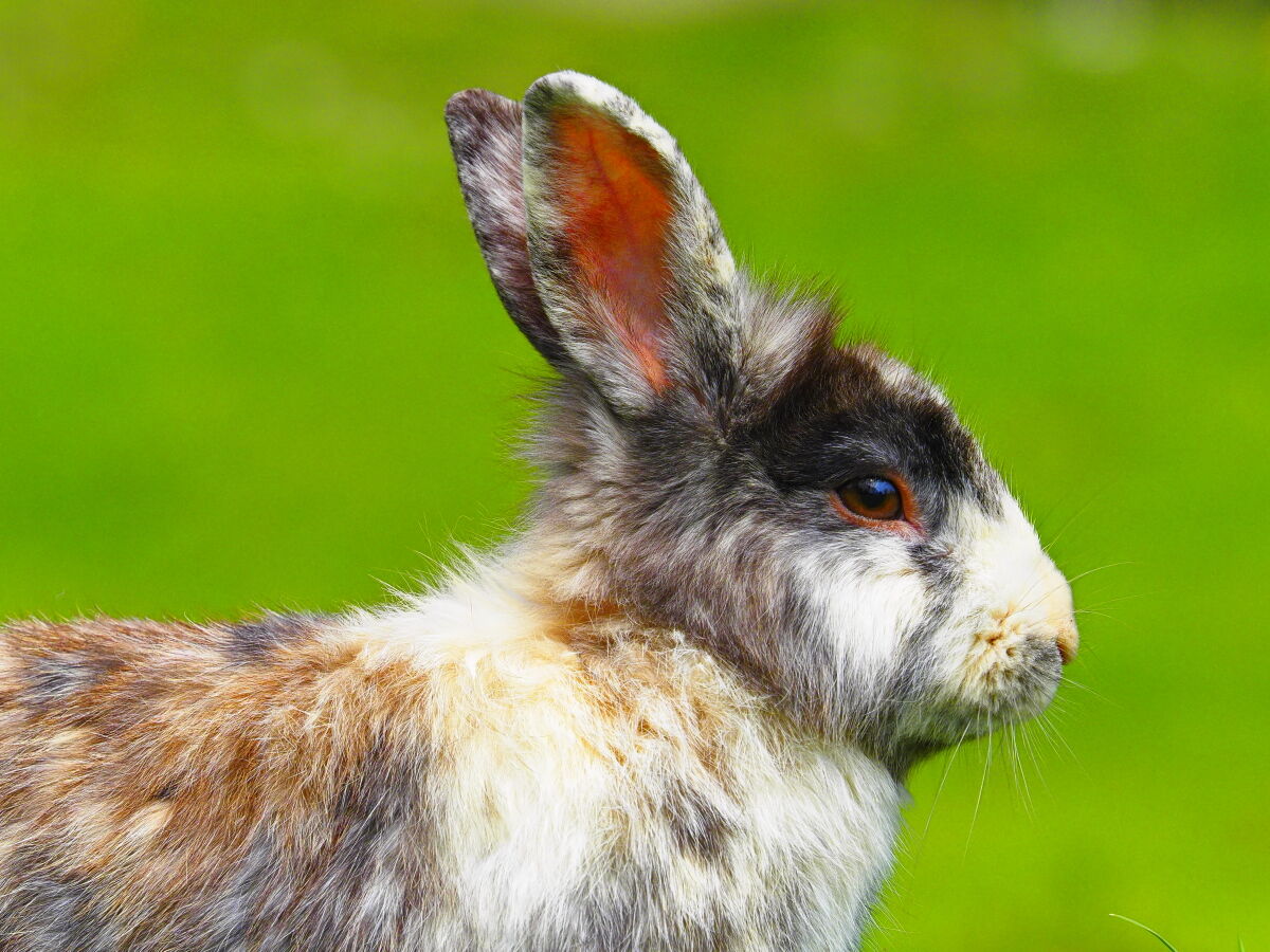 Harlequin rabbit