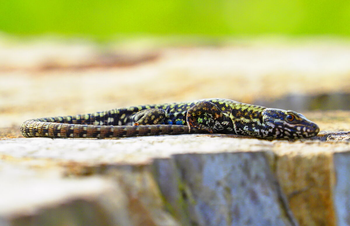 Wall lizard
