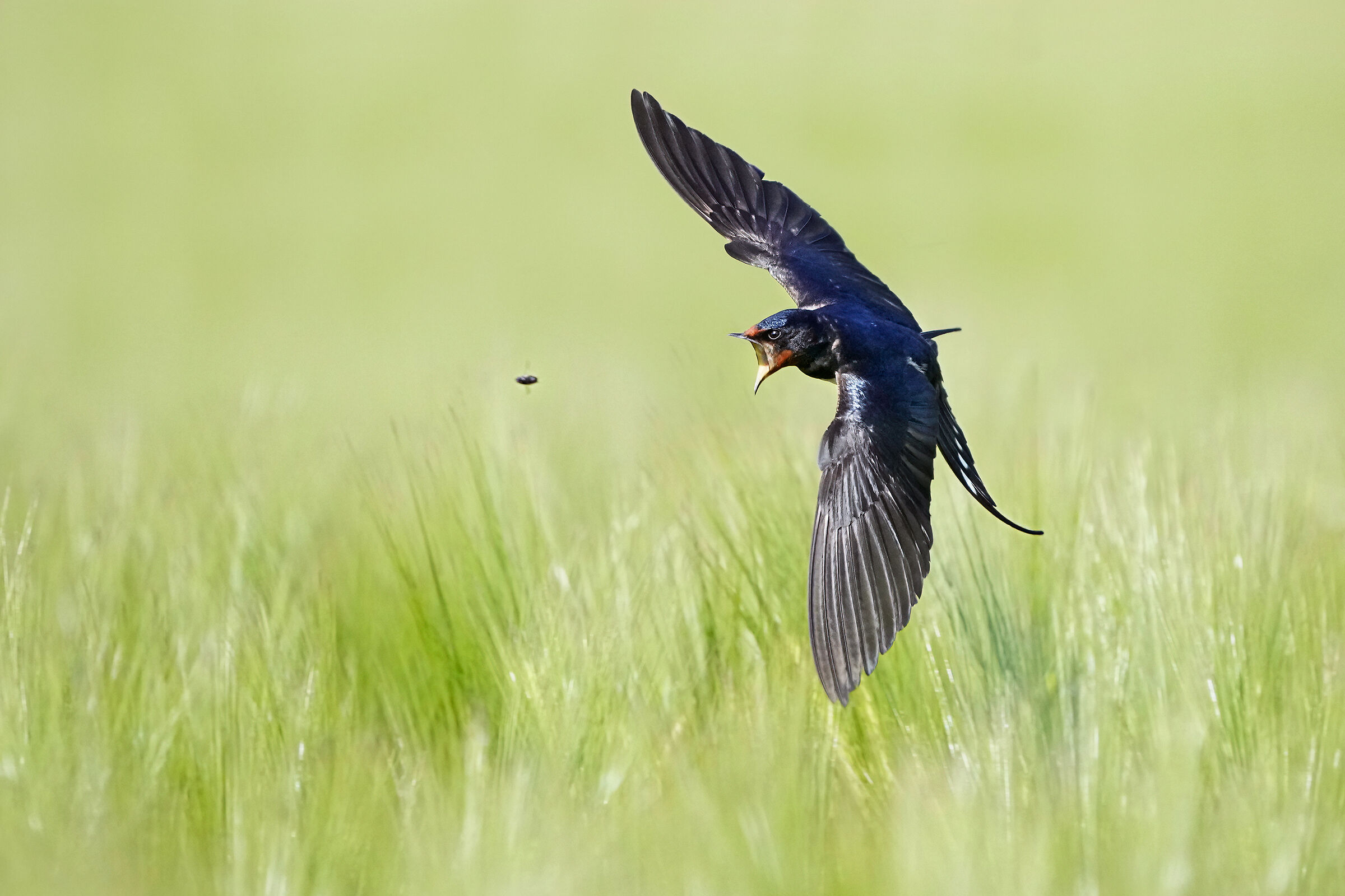 Catching - Domestic swallow