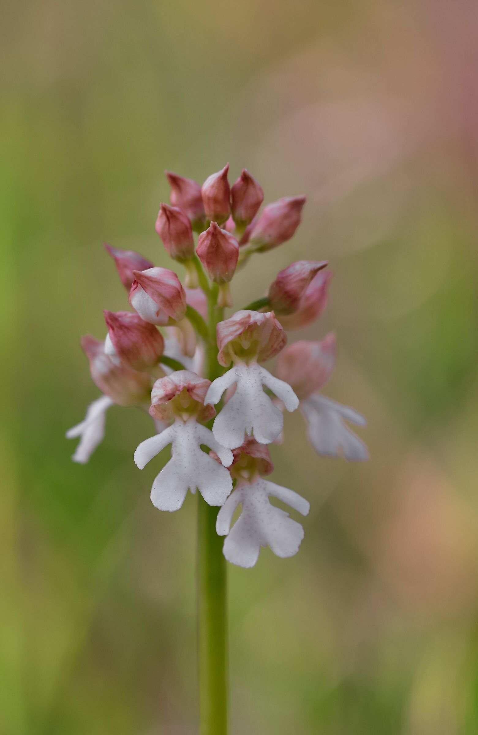 Orchis purpurea