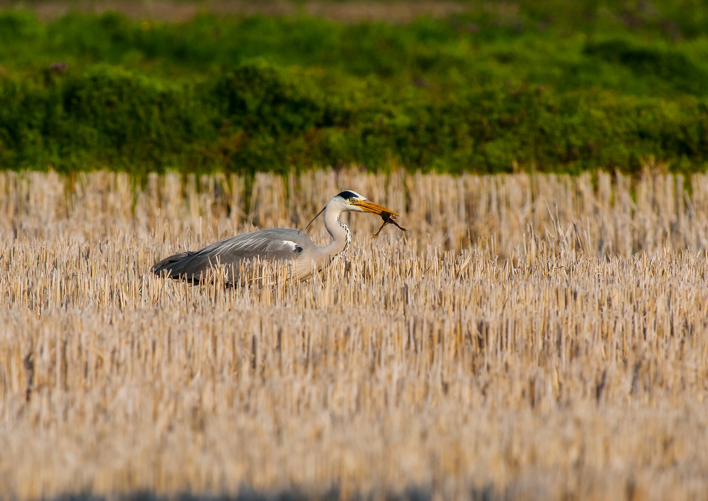 la catena alimentare